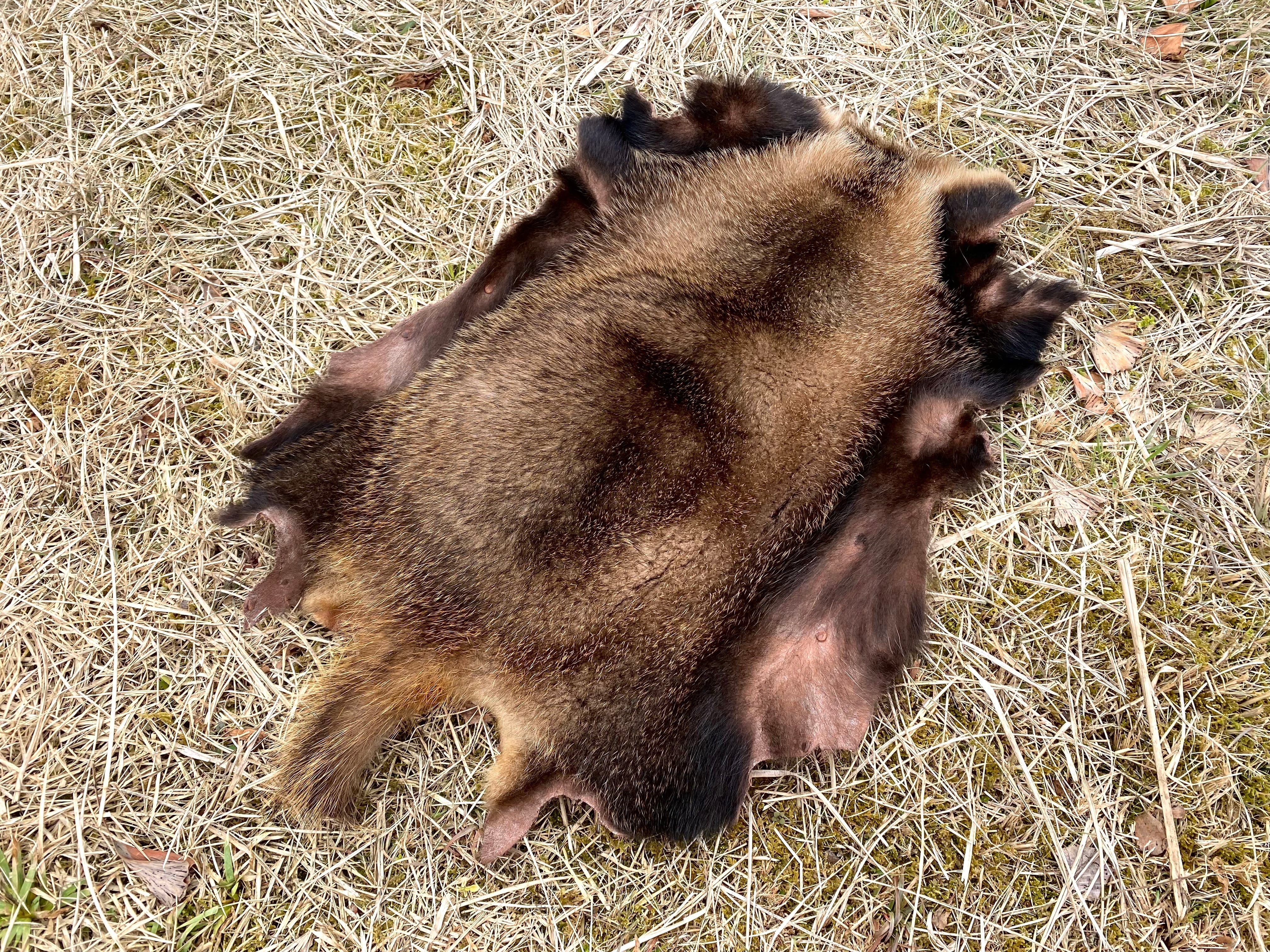 アナグマ毛皮 【製法】ピットタンニン鞣し | 【Bushcraft komorebi】