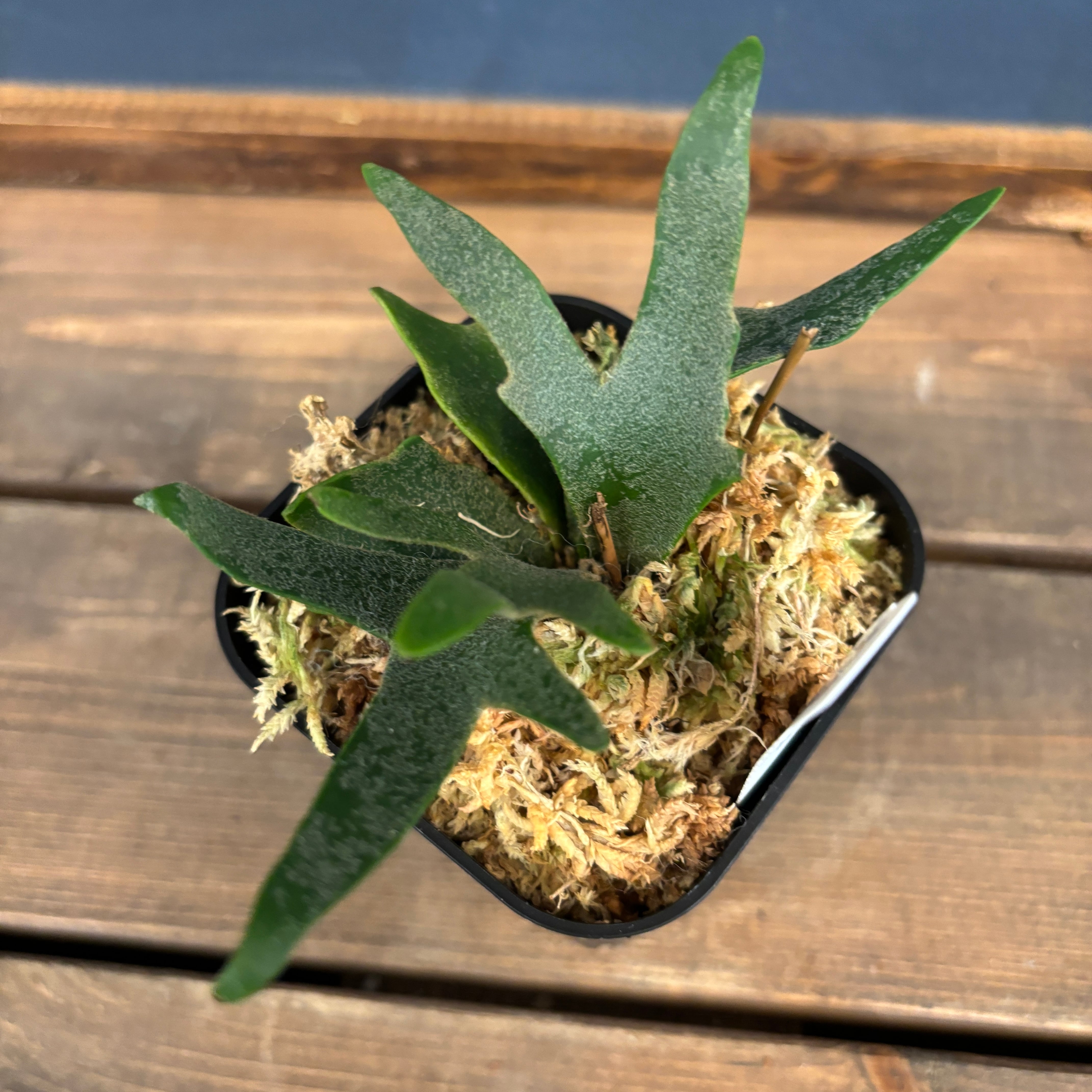 ビカクシダ バクテリア P. willinckii 'Bacteria' TC【816