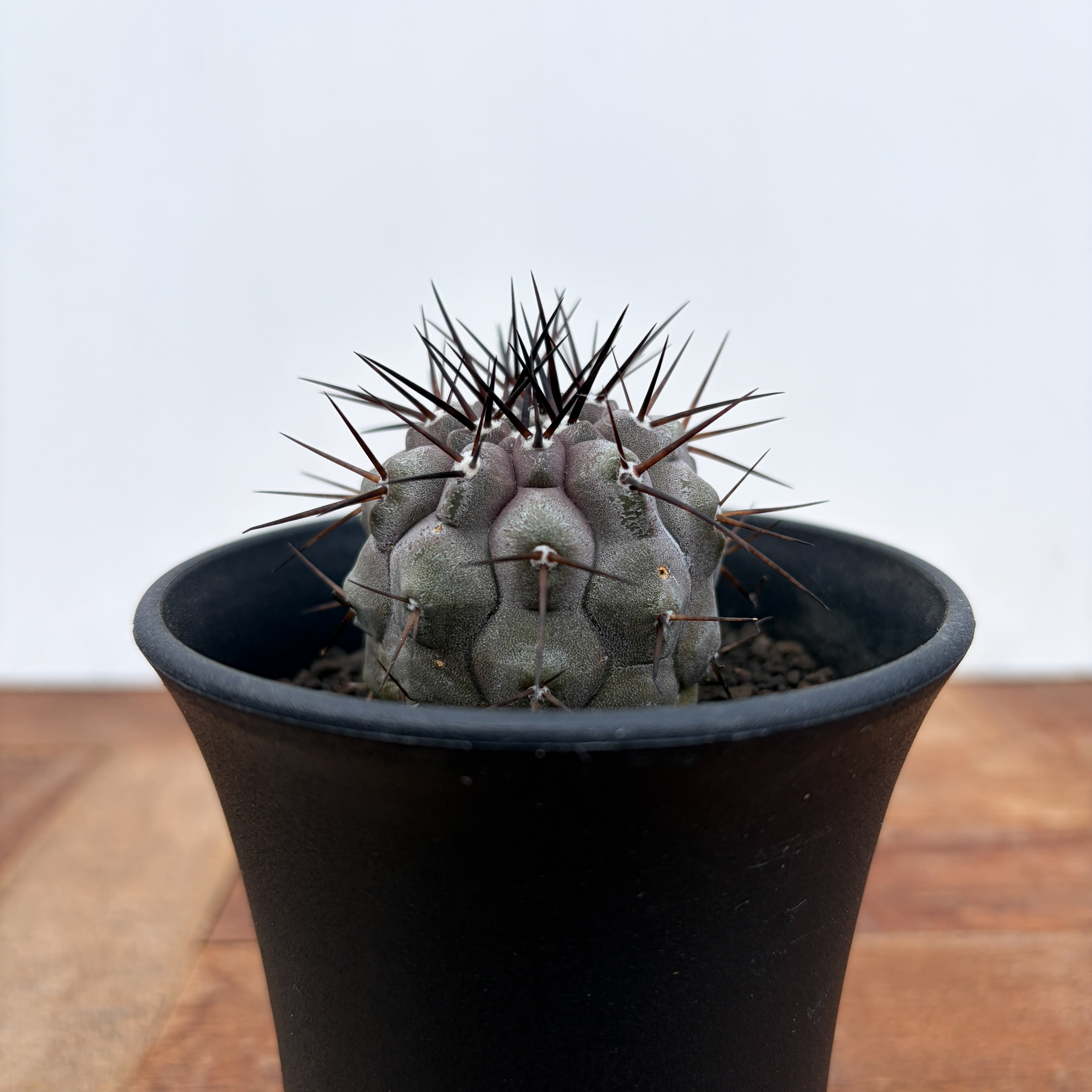 Copiapoa cinerea【コピアポア・黒王丸・実生】 | RIMO'S GREEN