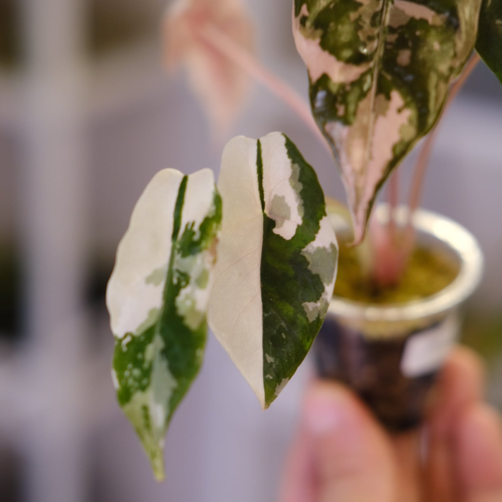 Alocasia chantrieri pink /アロカシア シャントリエリ ピンク④