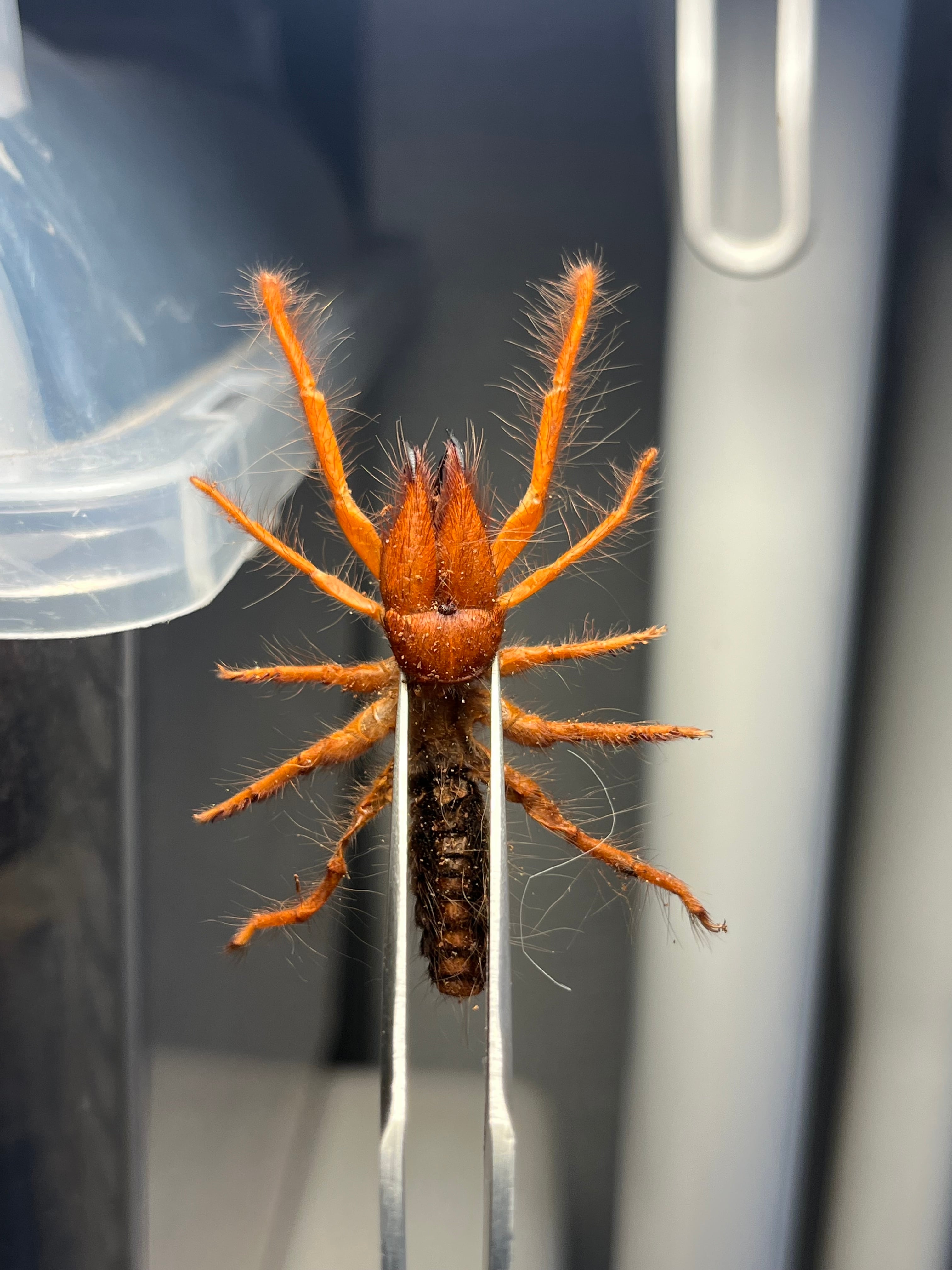 ブラッドレッドヒヨケムシ Dinorhax rostrumpsittaci 奇蟲標本 標本