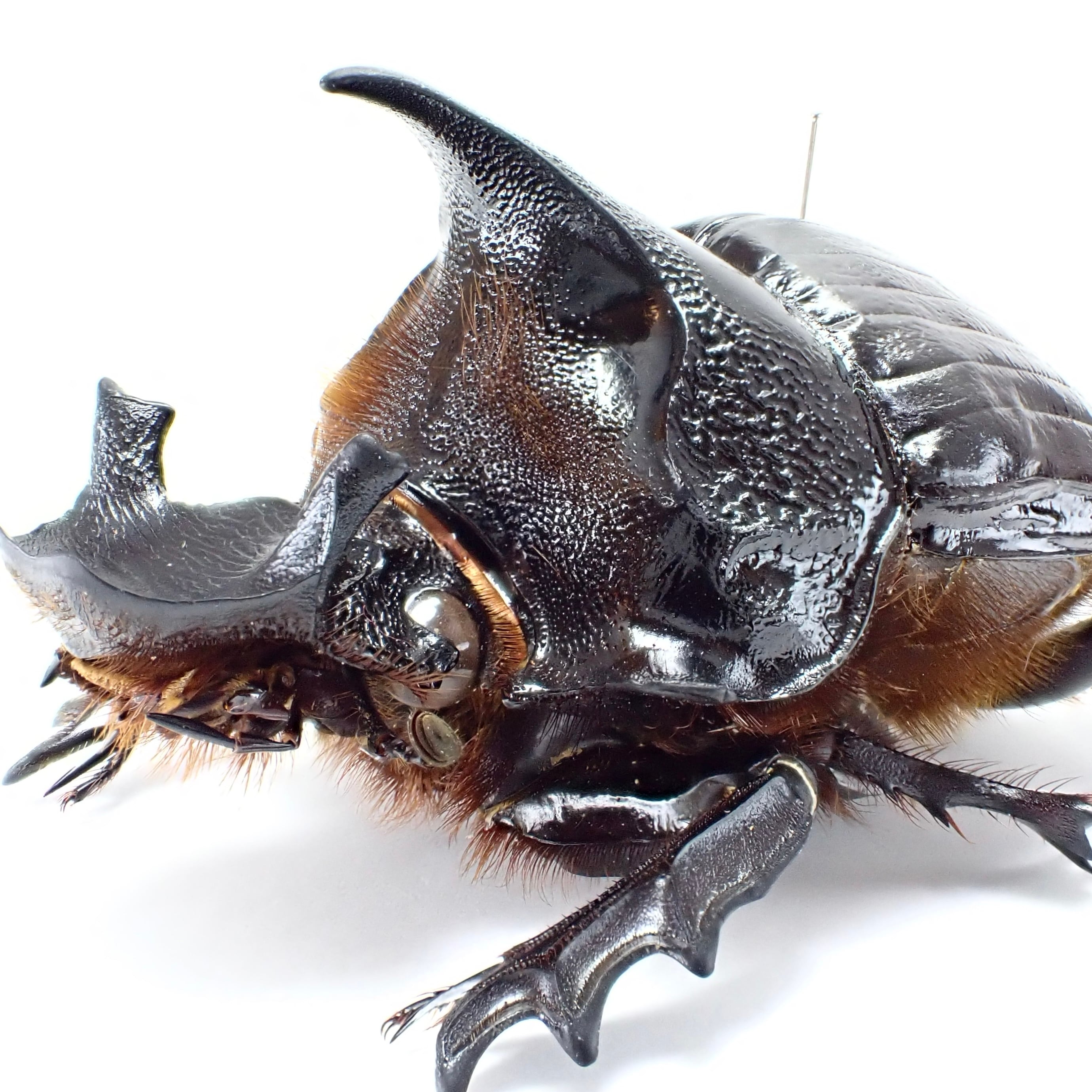 SOLD OUT | 昆虫標本 Diggers & Rollers