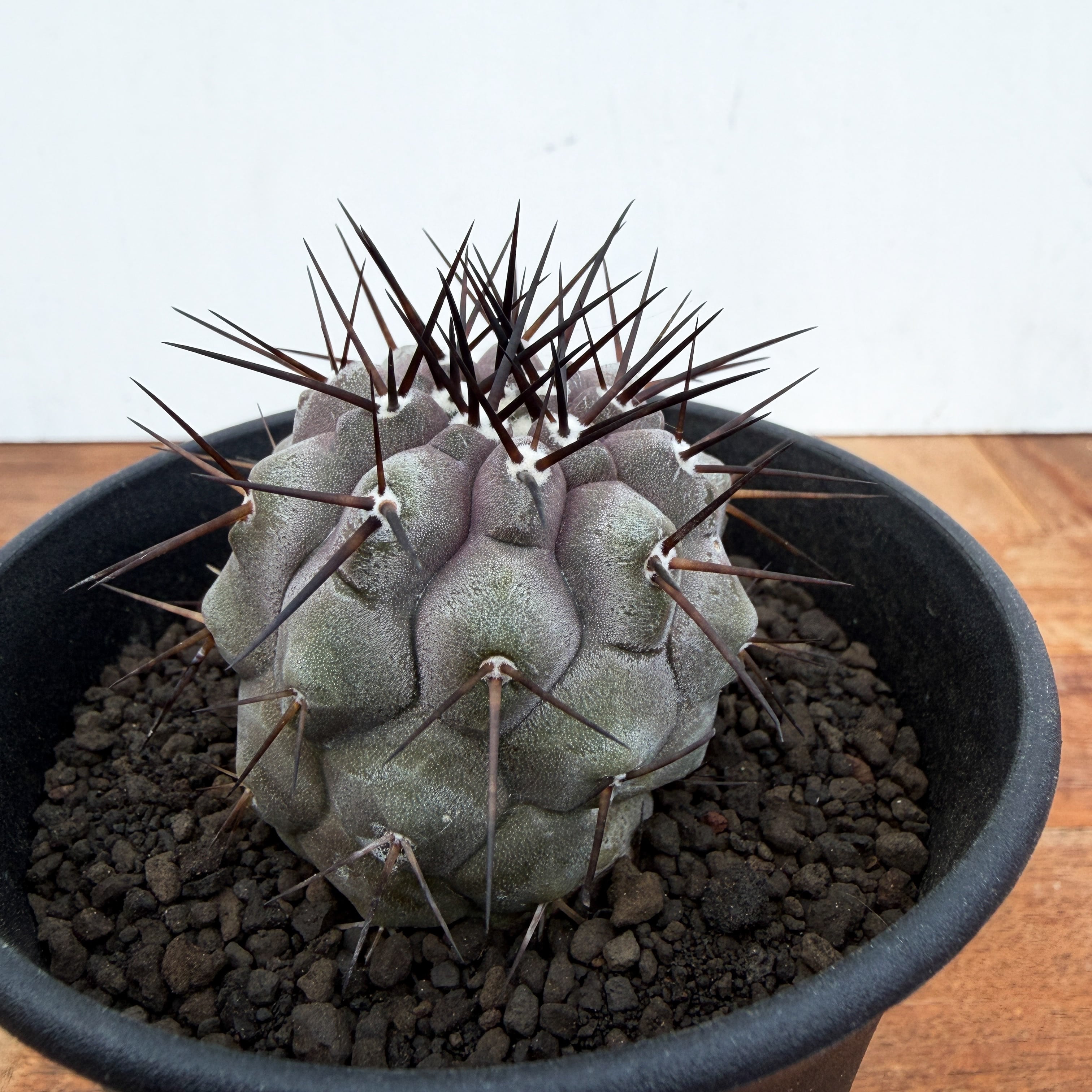 Copiapoa cinerea【コピアポア・黒王丸・実生】 | RIMO'S GREEN