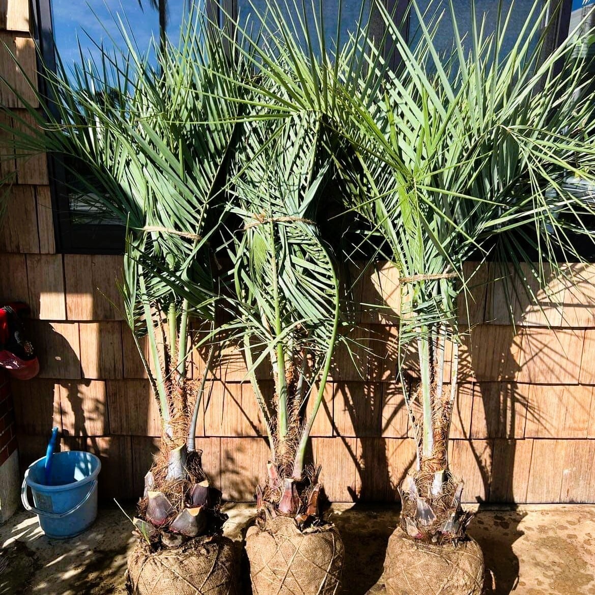 ココスヤシ【地上部 約160cm】 根巻発送 | Pay ID