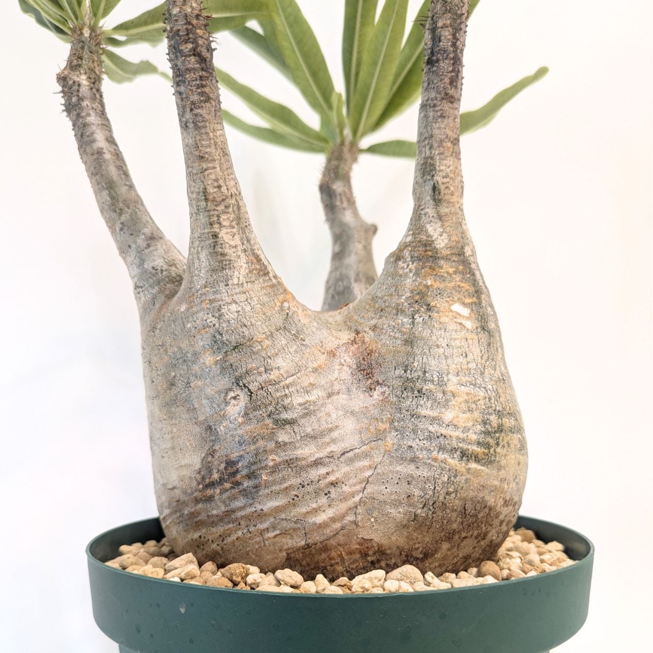 パキポディウム ロスラーツム グラキリス Pachypodium rosulatum var