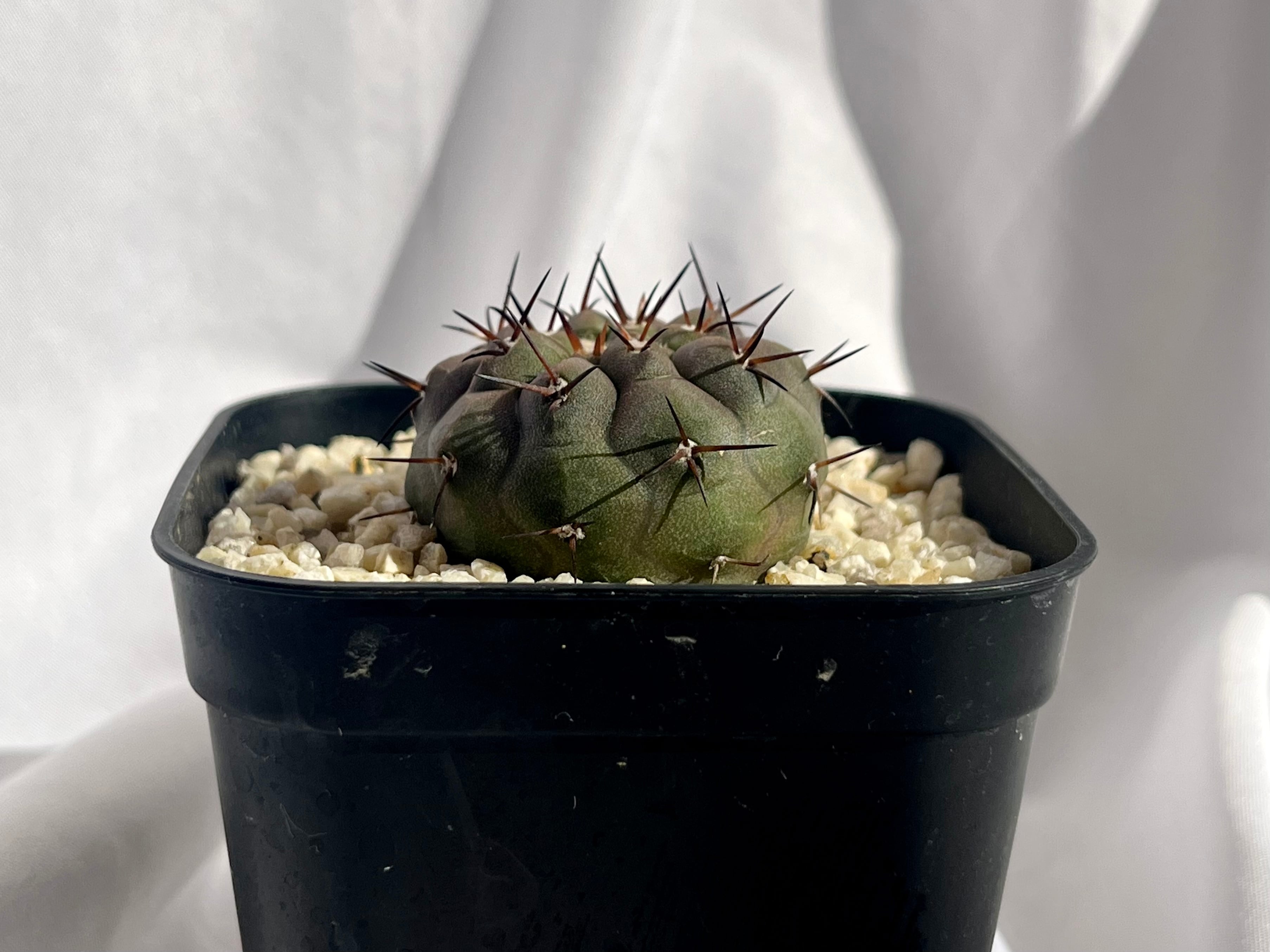 Copiapoa cinerea var. columna-alba コピアポア コルムナアルバ 孤竜