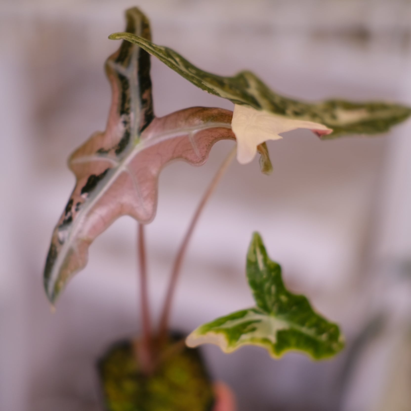 Alocasia Nobillis Pink 
