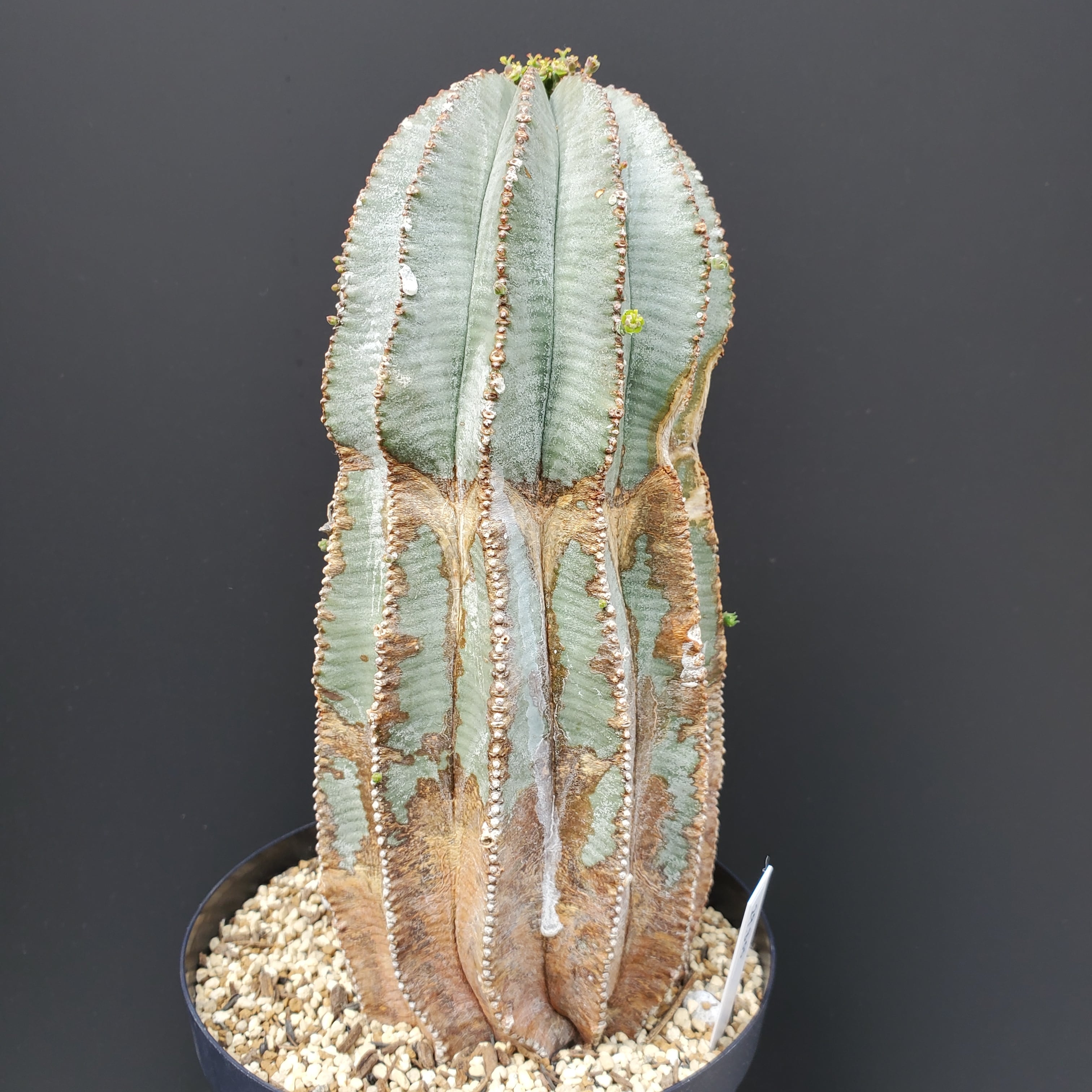 ハイブリッド】大株 雌雄同体 Euphorbia obesa×horrida交配 オベサ