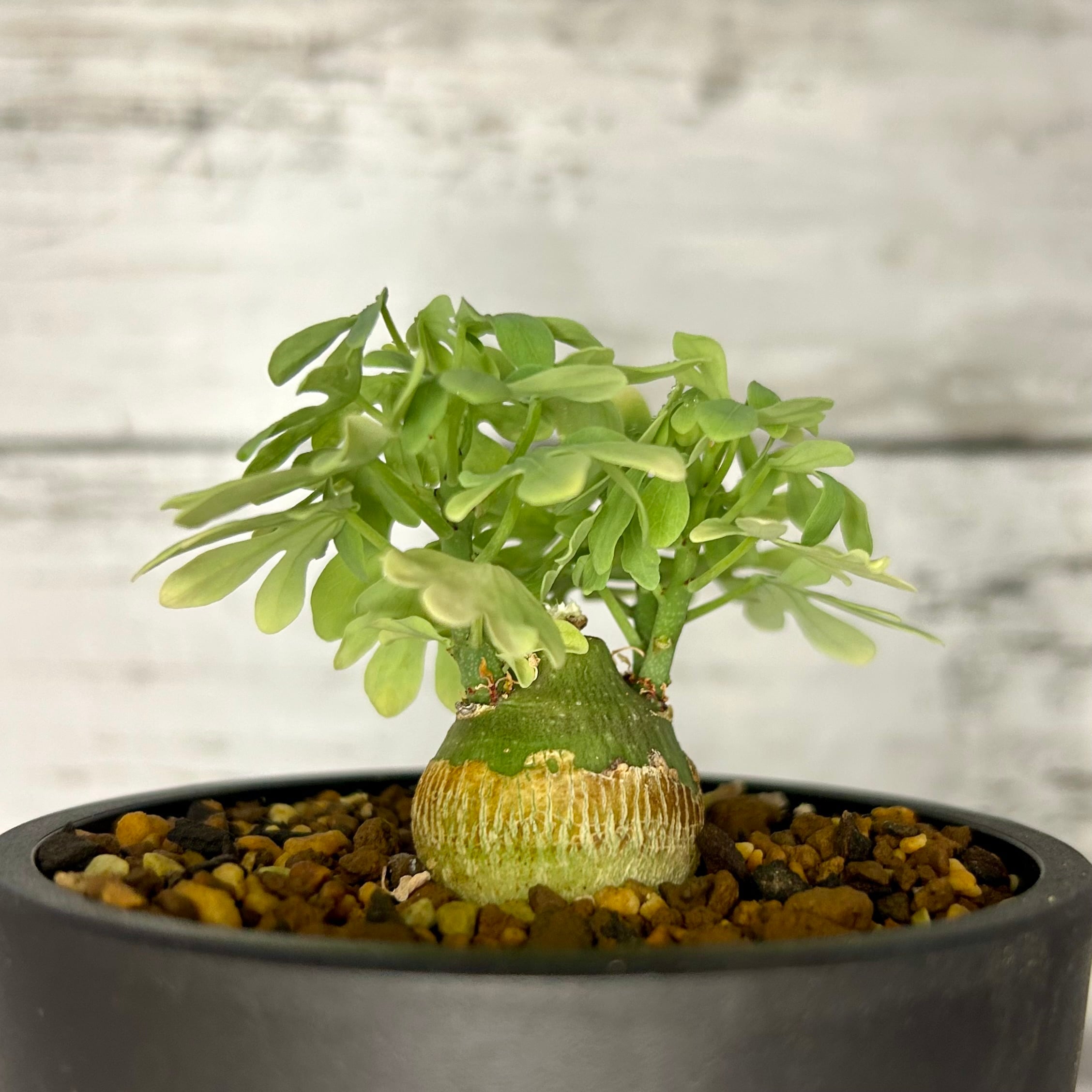 アデニアグラウカ 塊根植物 コーデックス A70803 | PLARE