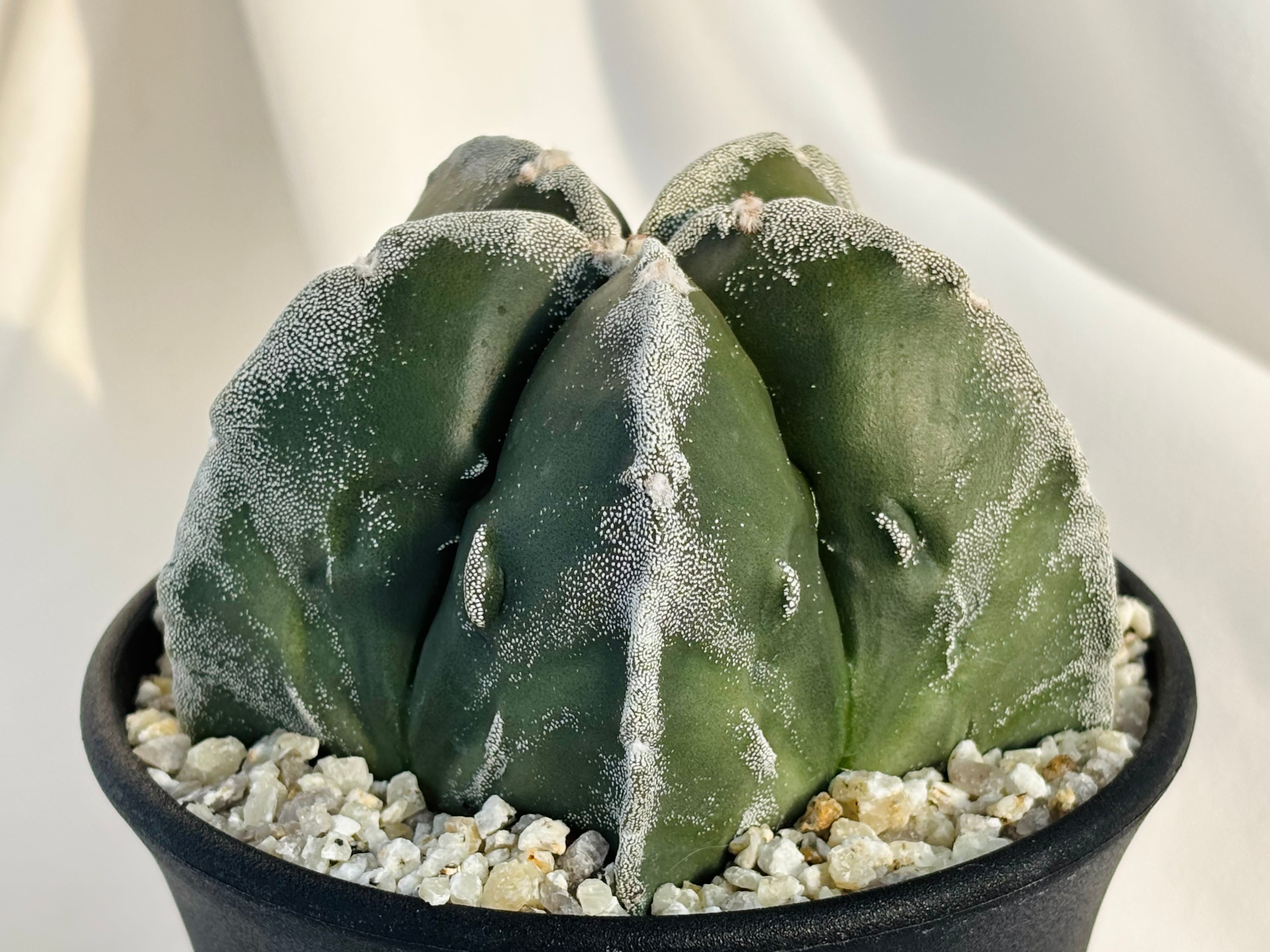 Aztekium hintonii アズテキウム ヒントニー サボテン | plants MARU