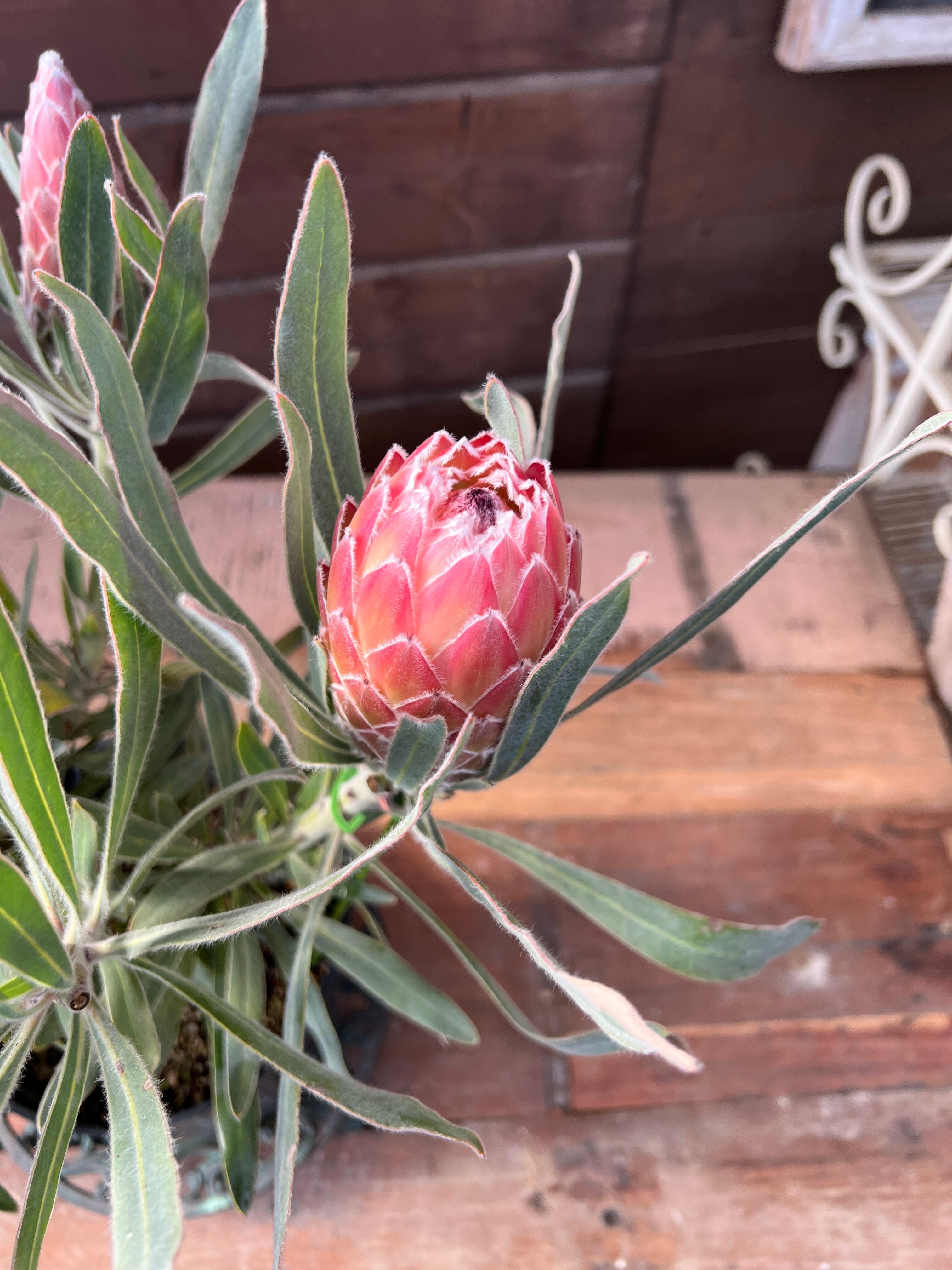 プロテア ジュリエット③ 花:6個 | 沼ノ上農園