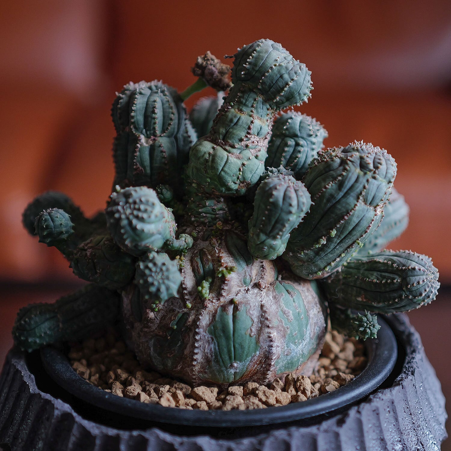 オス株【超厳選株】超大株 直径約15cm 異型 仔吹き まん丸 オベサ