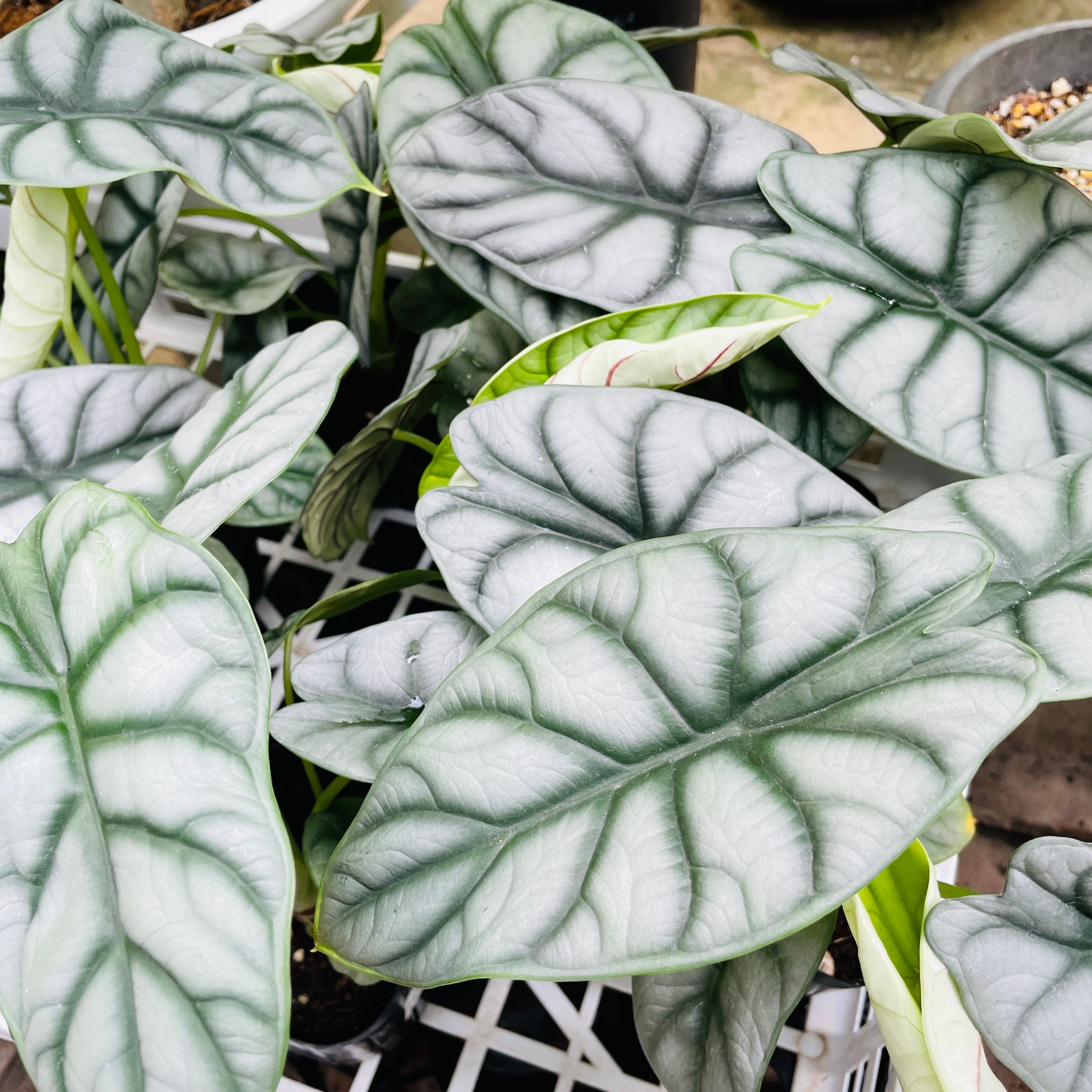 希少種 アロカシア シルバードラゴン 観葉植物 耐陰性植物 希少