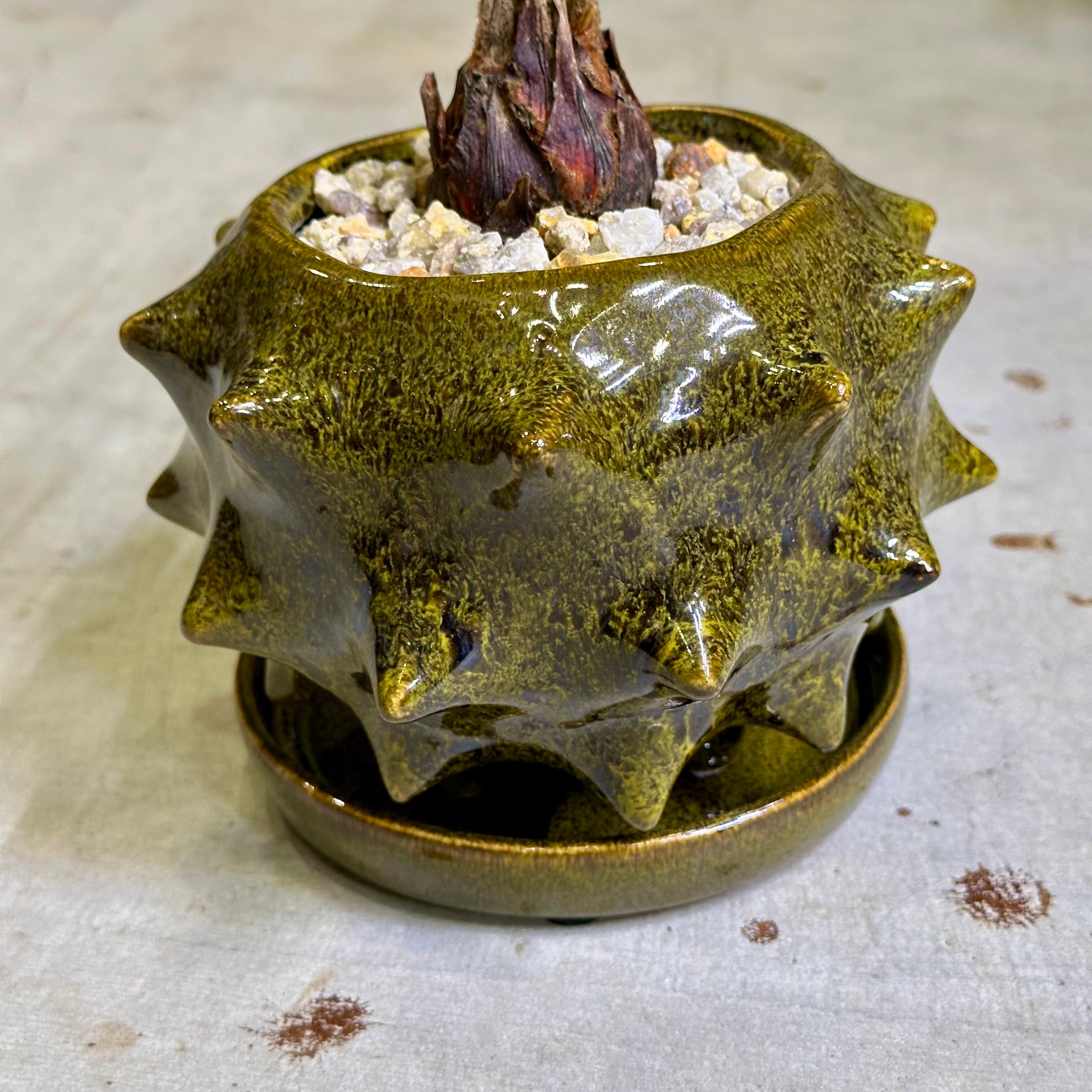 蘇轍・ソテツ | barrelplants_BONSAI