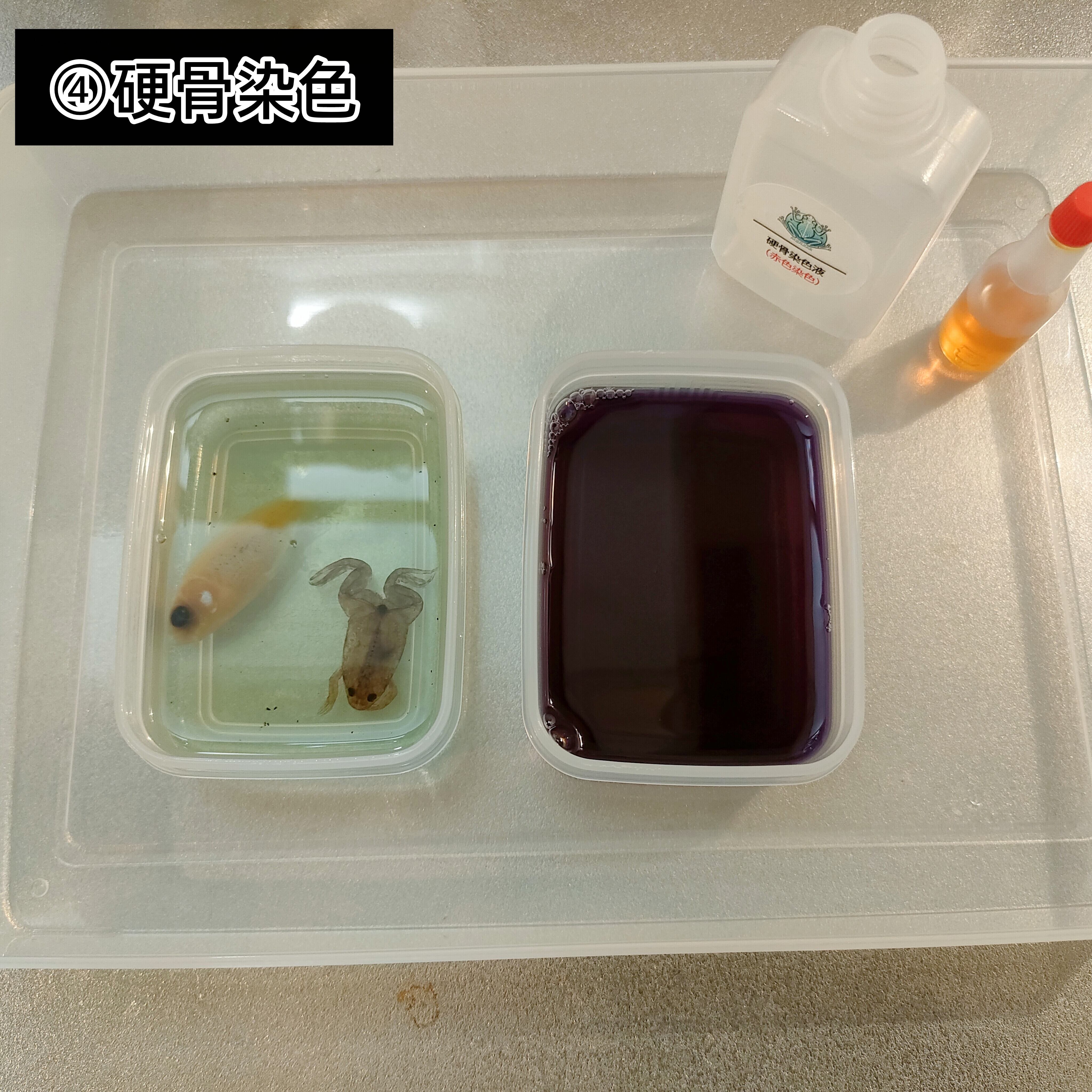 透明標本作製キット】(上級)全20点 | Pay ID