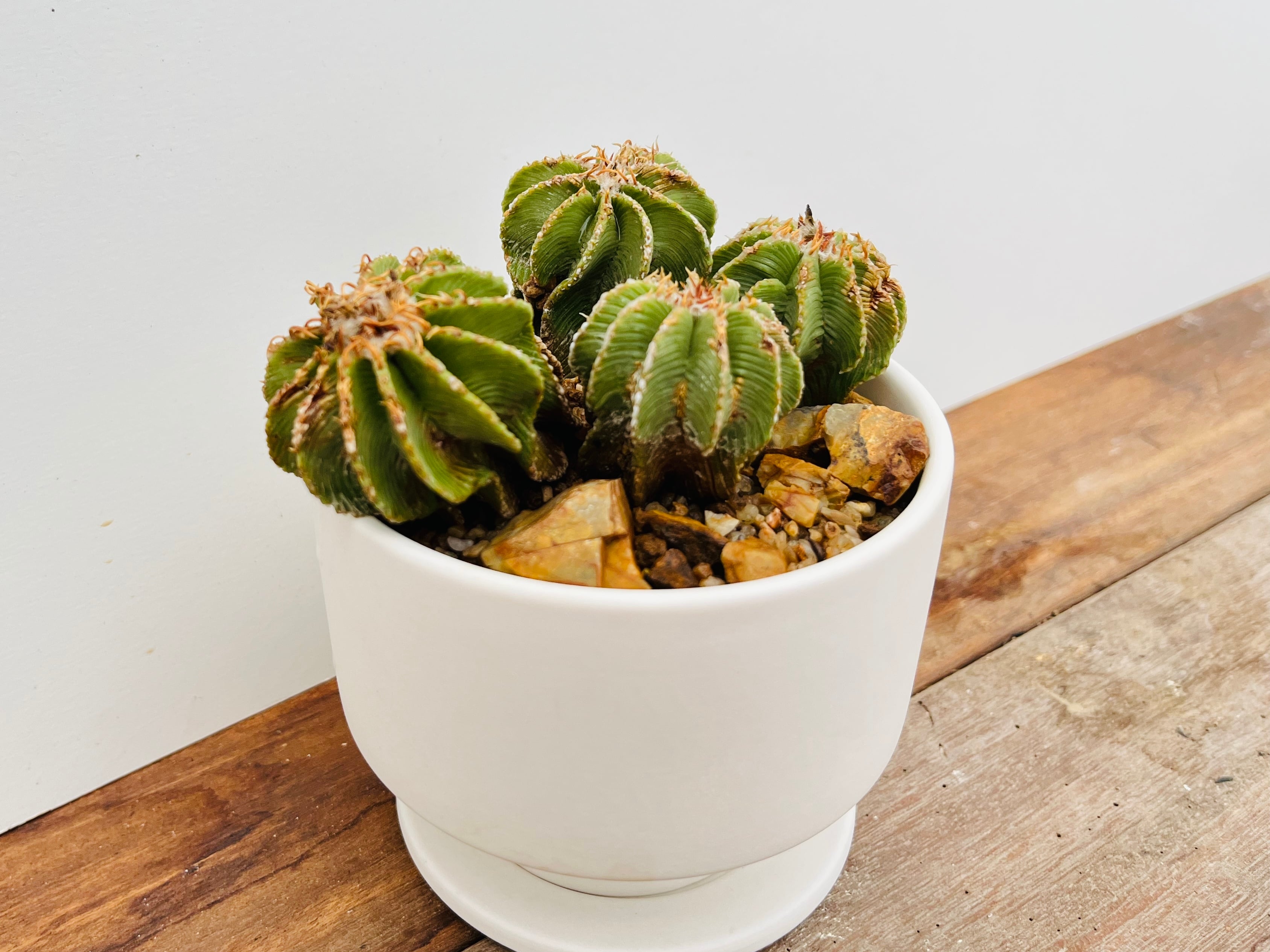 Aztekium hintonii アズテキウム ヒントニー サボテン | plants MARU