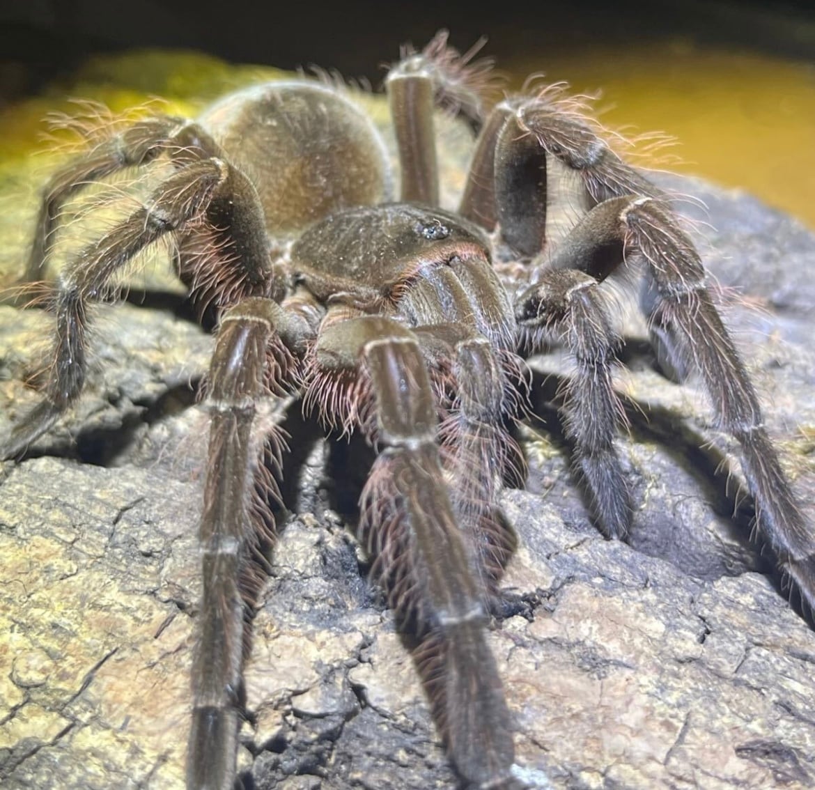 ギネス】ゴライアスバードイータータランチュラ ルブロンオオツチグモ