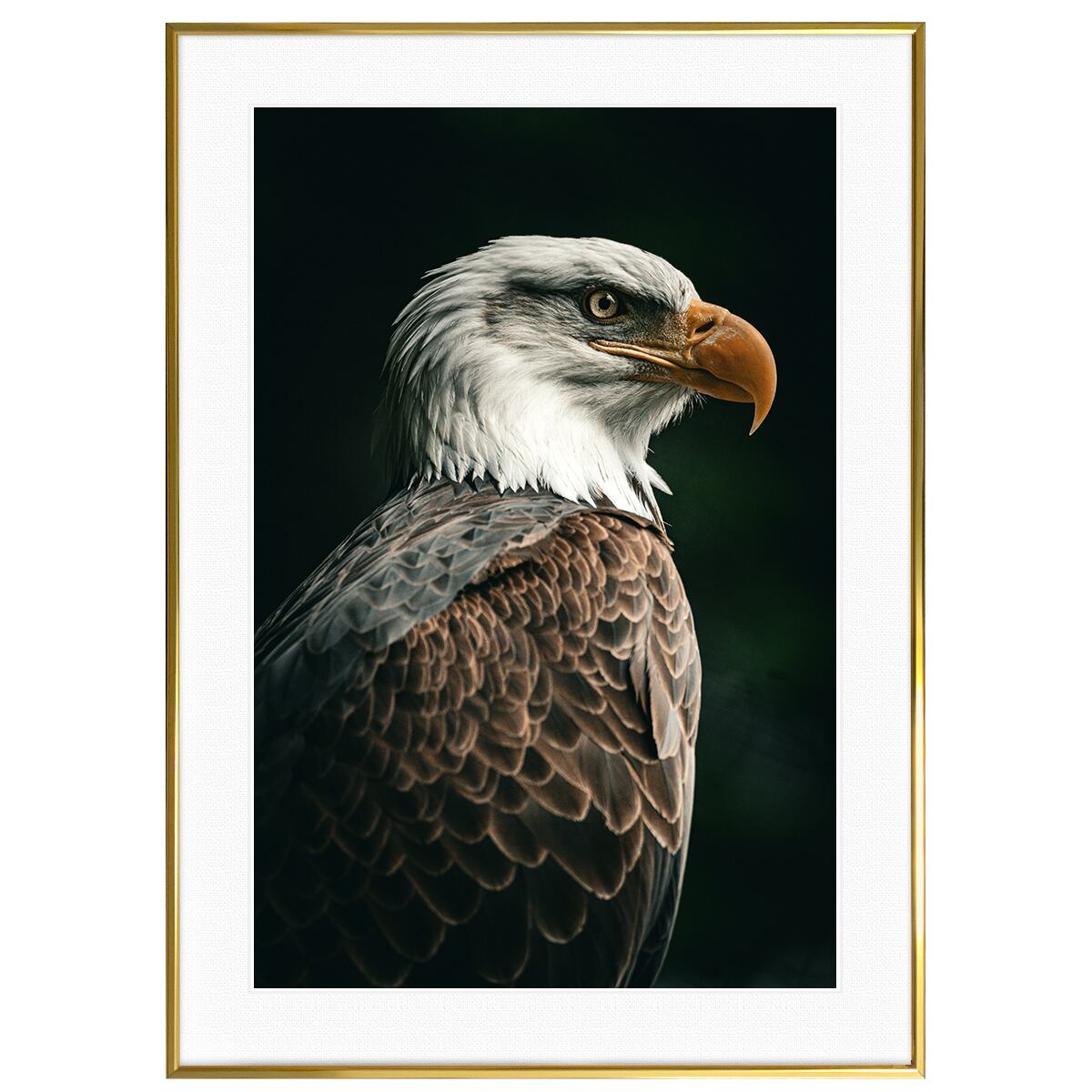 動物写真 アメリカ カリフォルニア州レッドウッド国立公園の