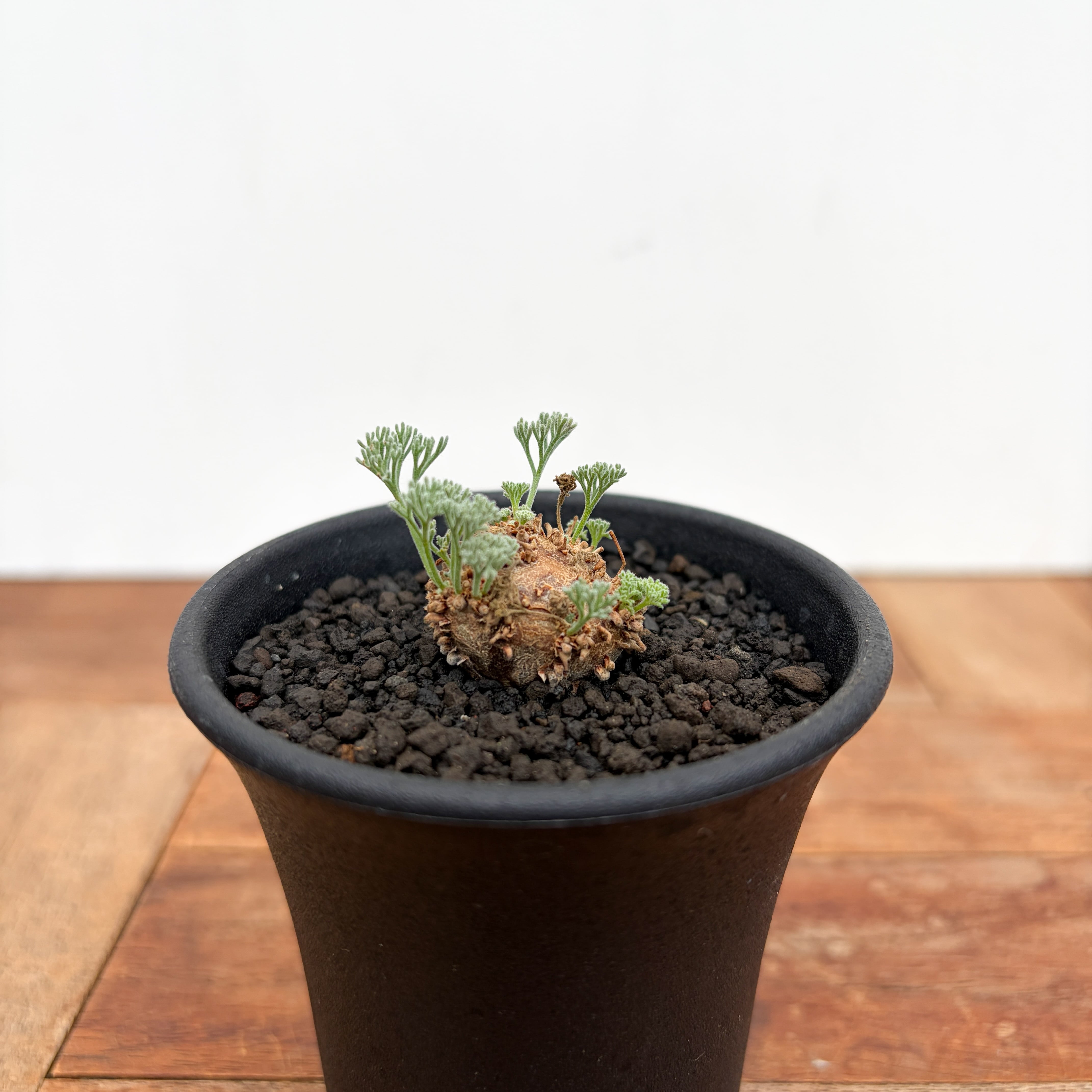 Monsonia peniculina 【モンソニア・ペニクリナム・実生】 | RIMO'S