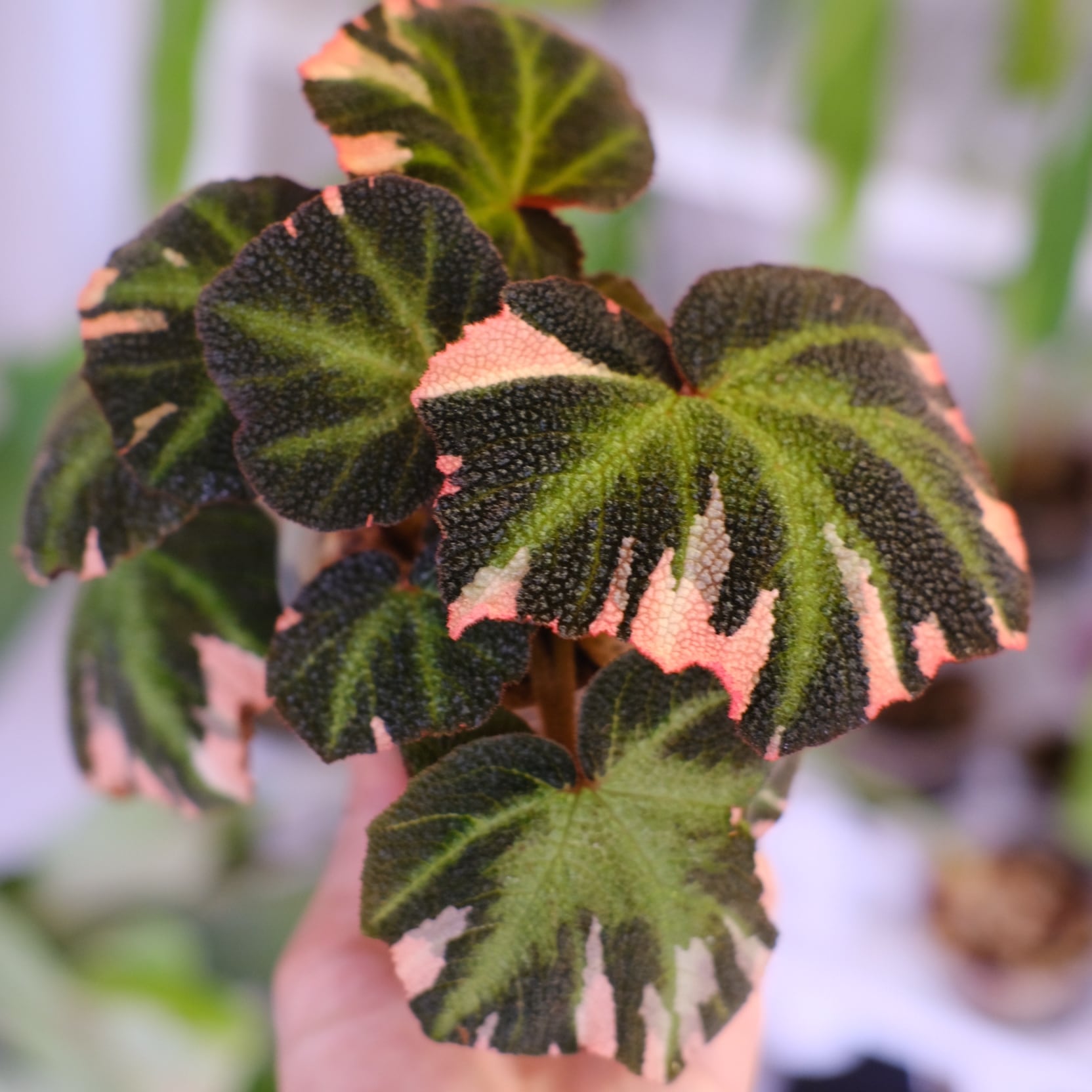 Begonia soli mutata Variegated│ベゴニア ソリムタータ バリエガータ