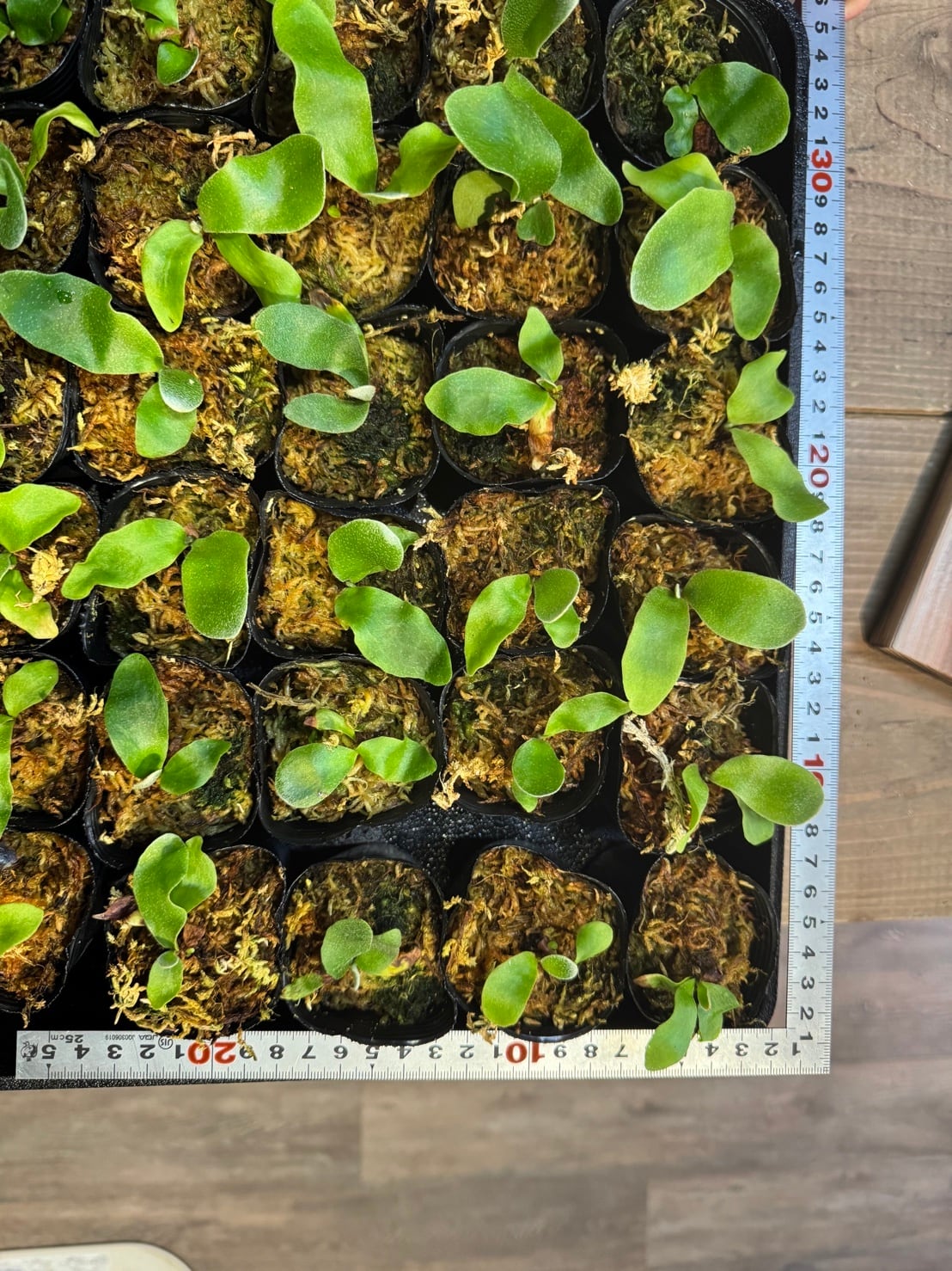 ビカクシダ willinckii Dwarf Nook × Bogor Mr. Suddan (mix spore