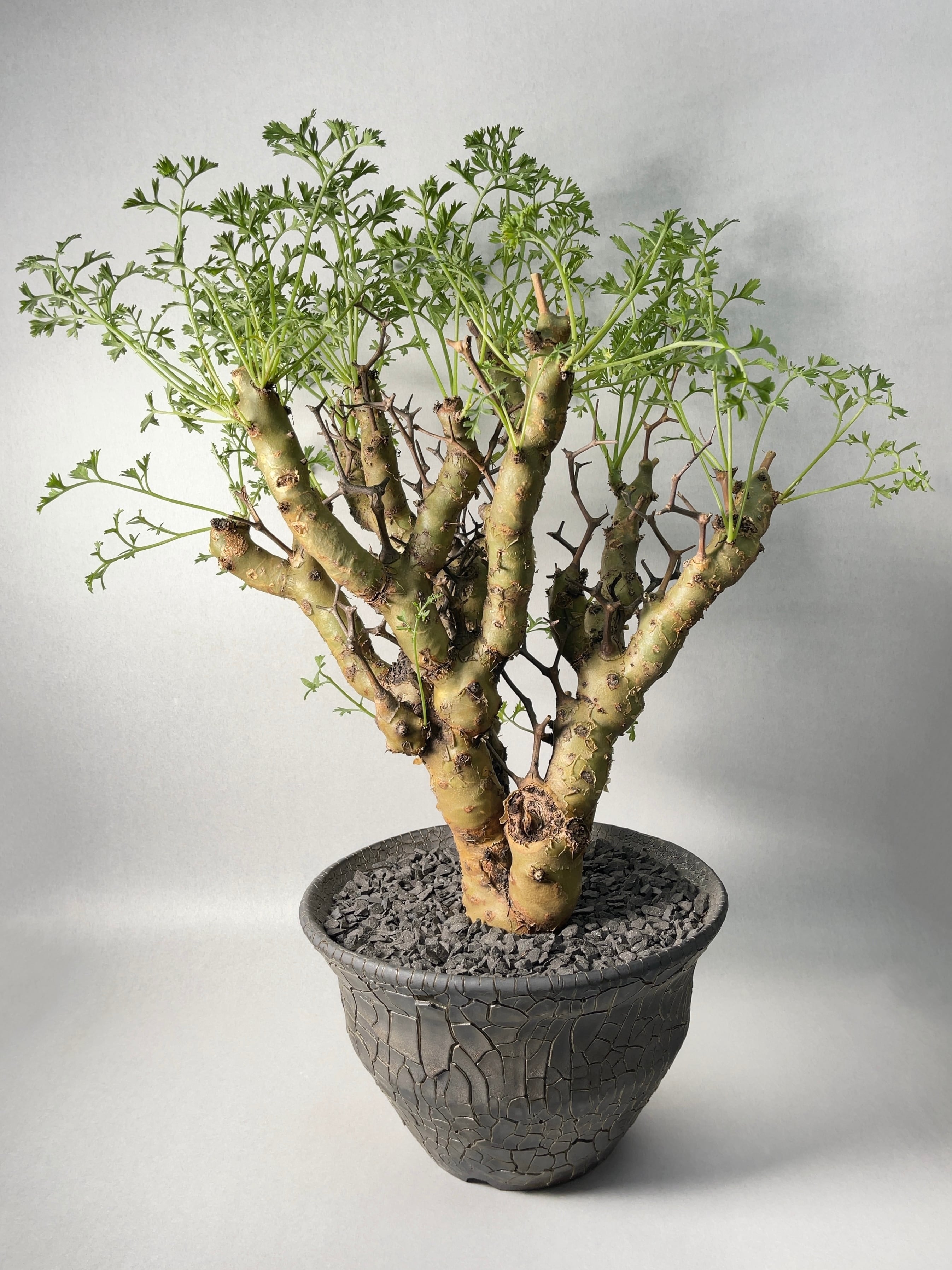 ペラルゴニウム・クリズミフォリウム | trigger