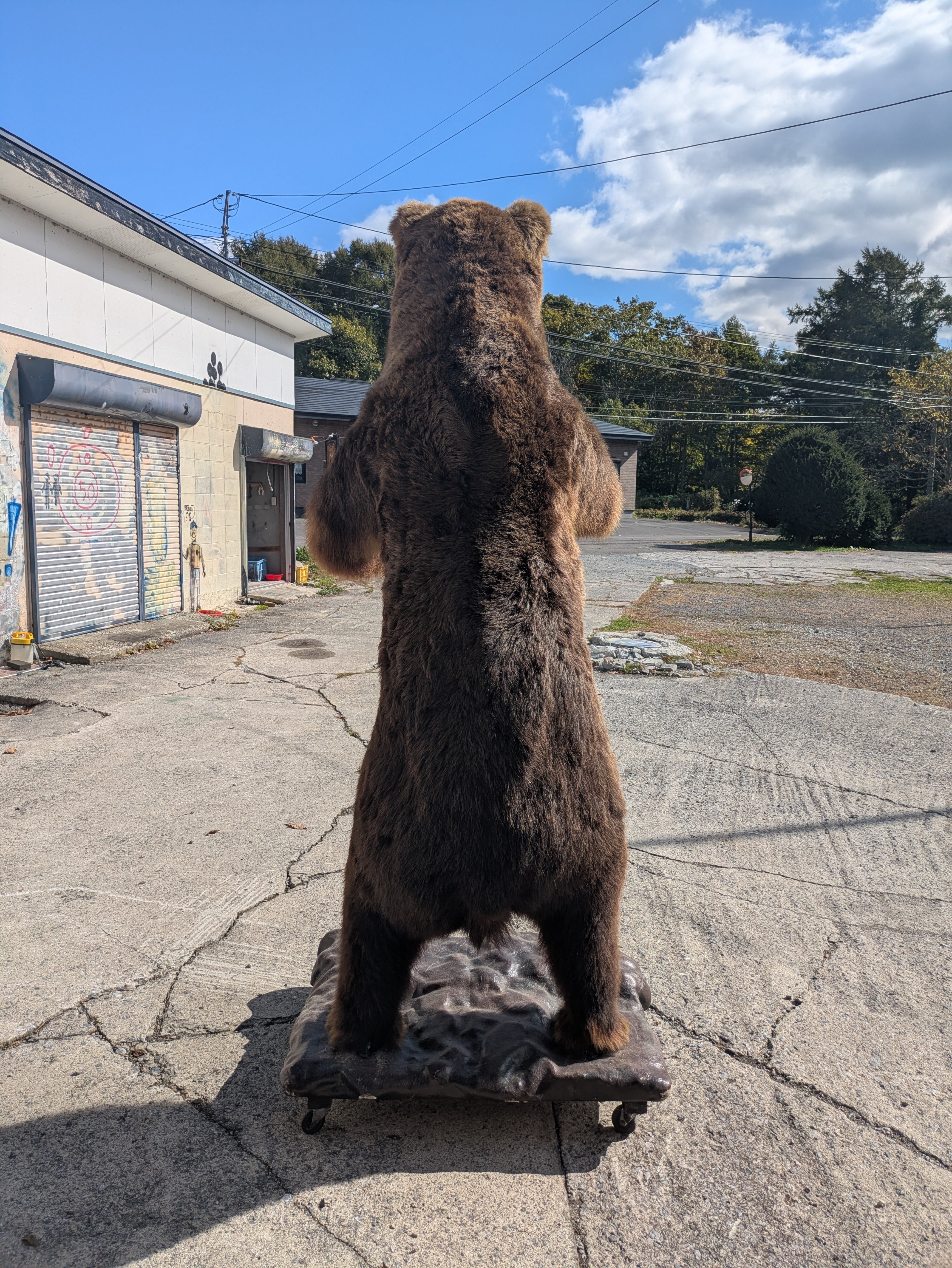 ヒグマ 剥製 | 若松毛皮