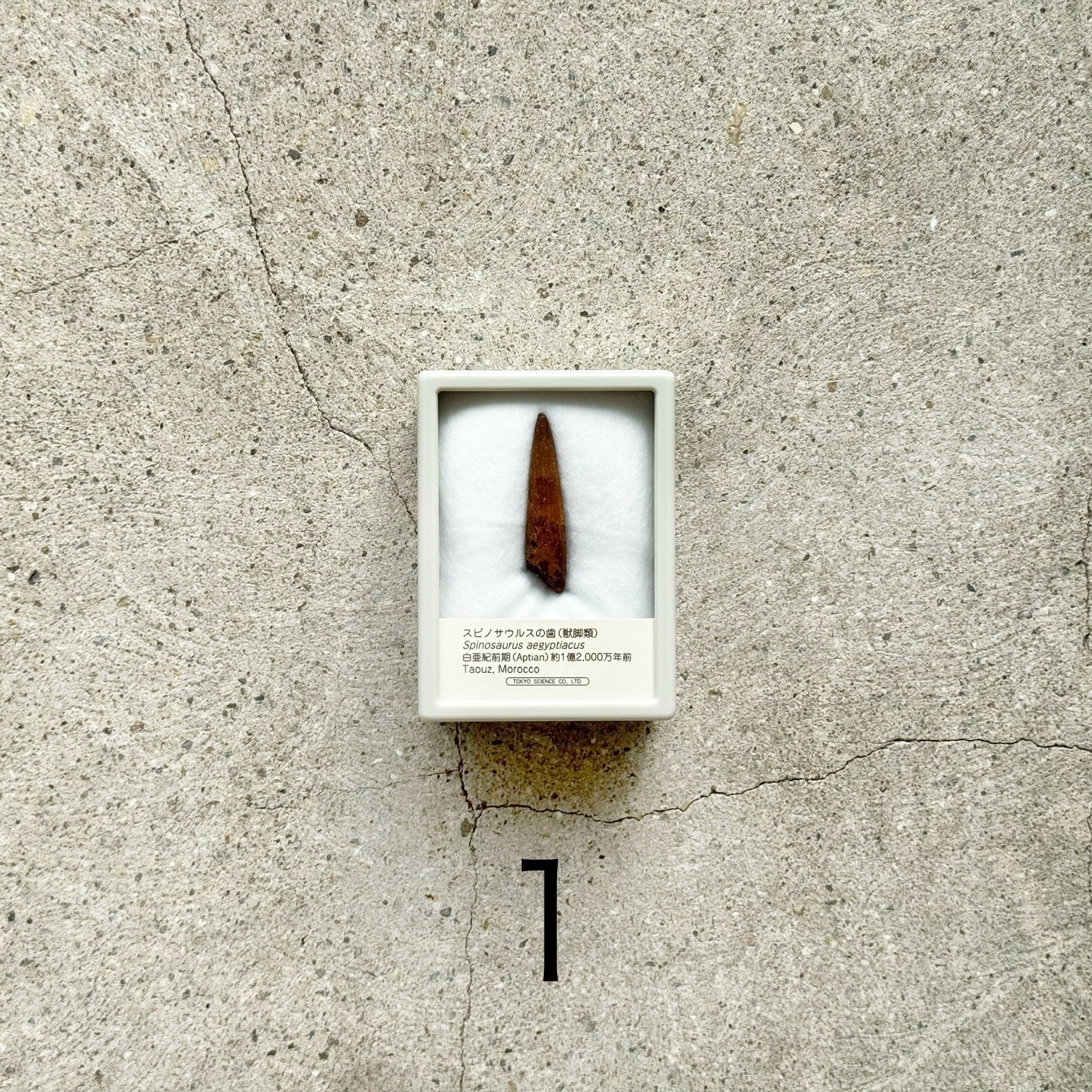 スピノサウルスの歯の化石(小) | TOYTOYTOY