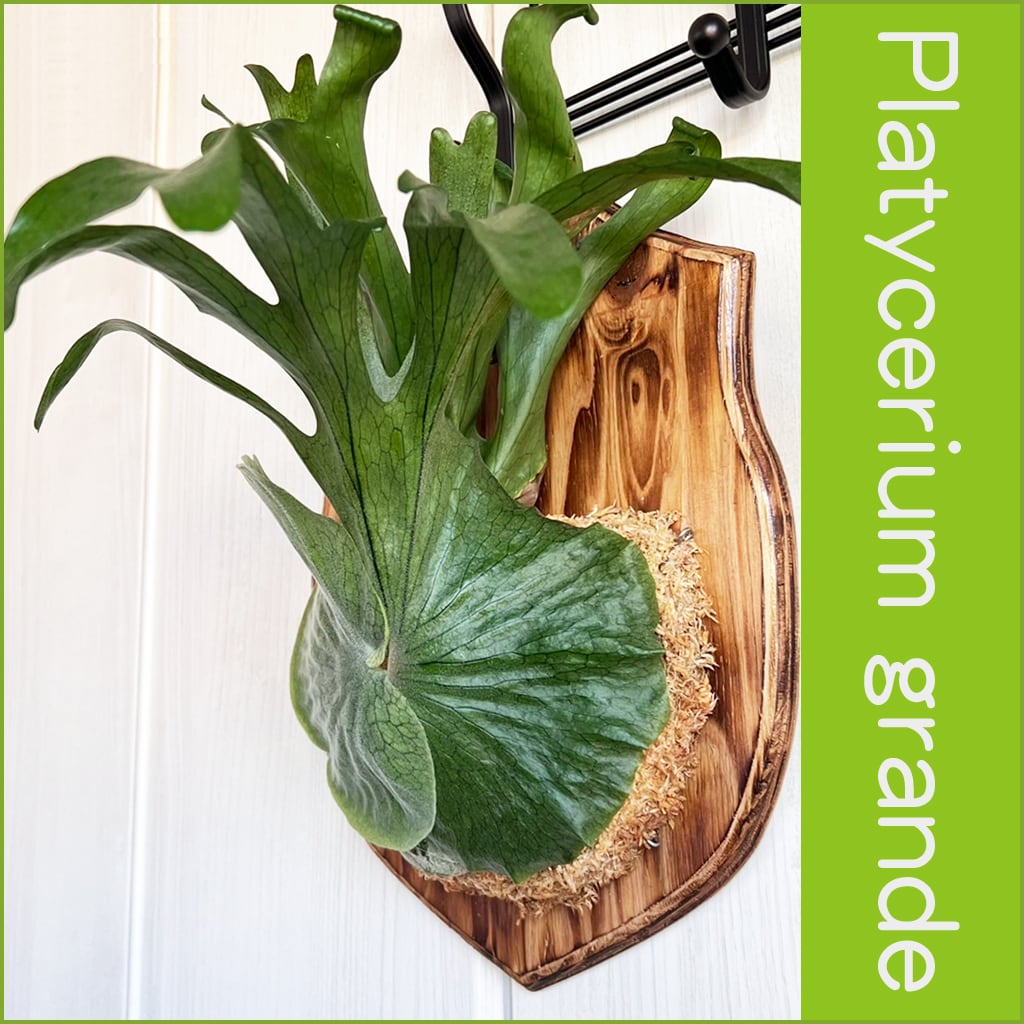 ビカクシダ グランデ 板付 【観葉植物 壁掛け コウモリラン