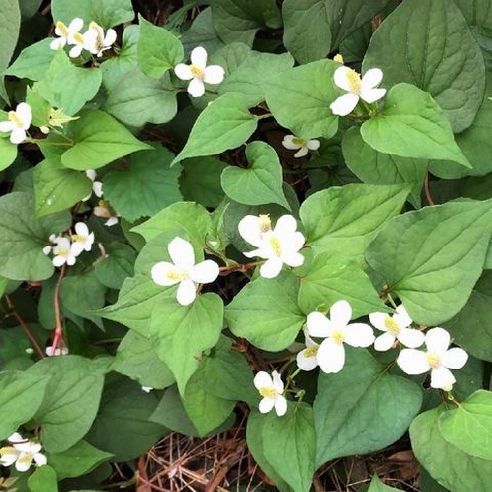 キザミ乾燥どくだみ 50g:210】国産 無農薬 有機栽培 化粧水