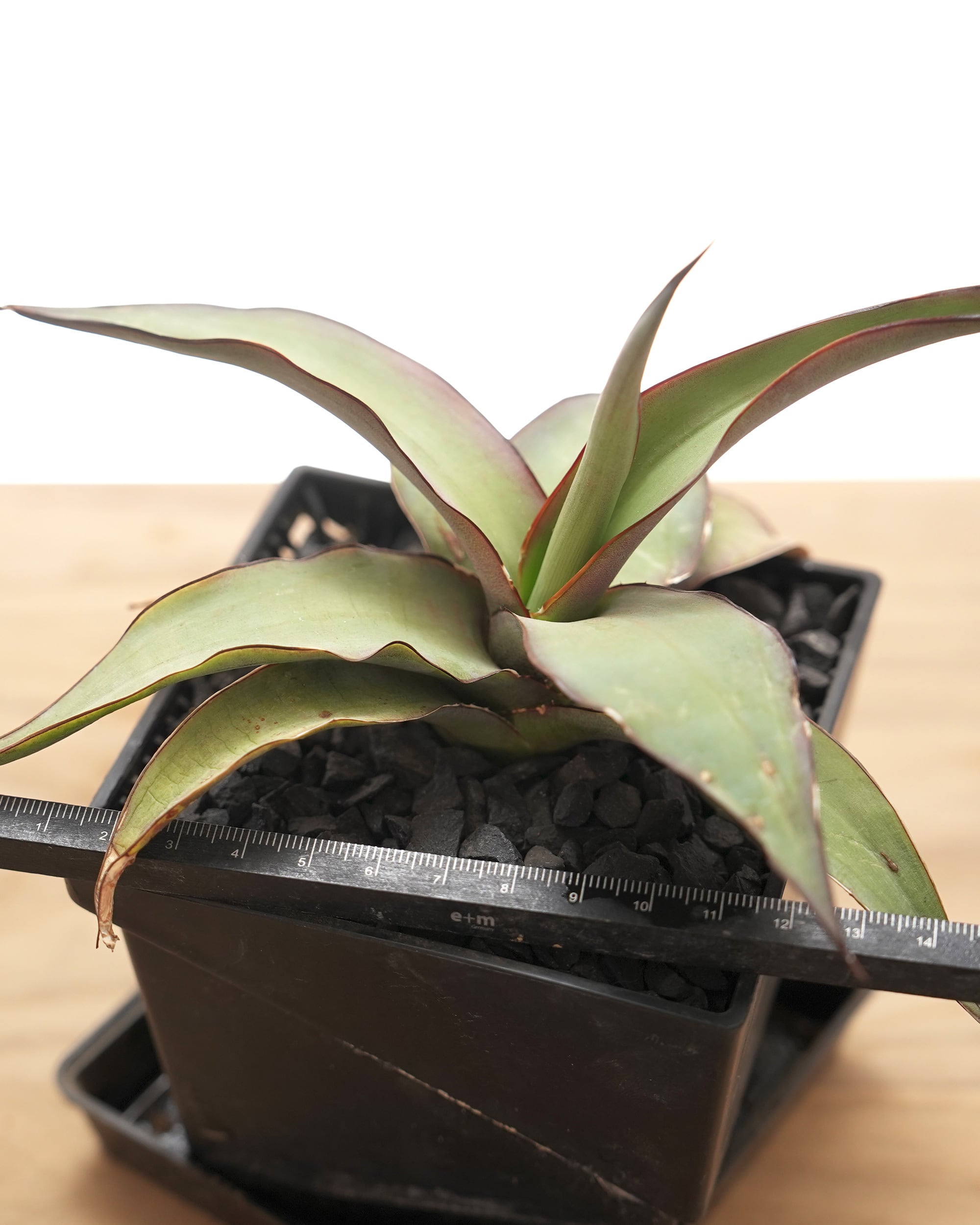 PREMIUM】 【鉢付き】 チャザロイ 長期LED育成株 Agave chazaroi