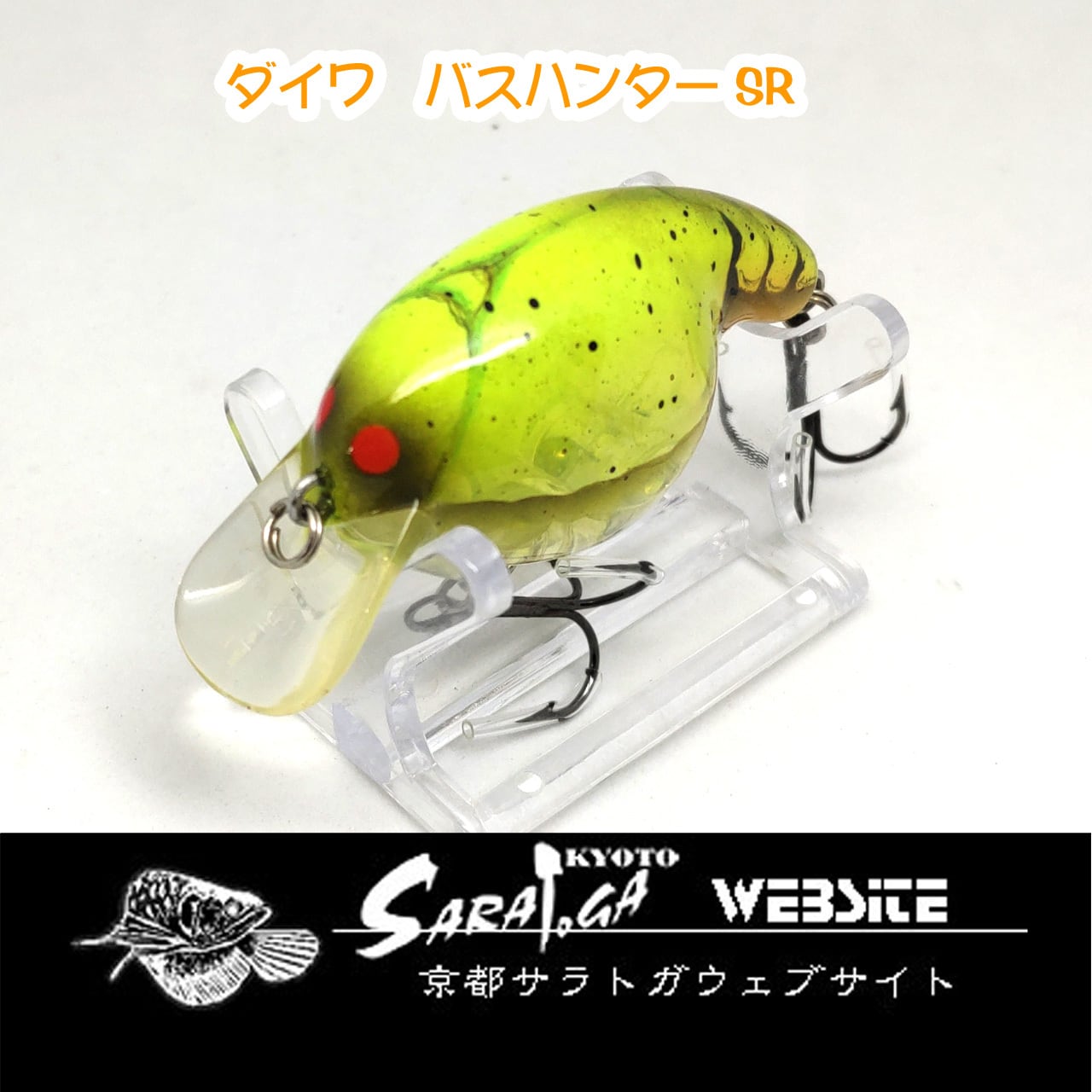 ザウルス ヨルマルミノー | 京都さらとが