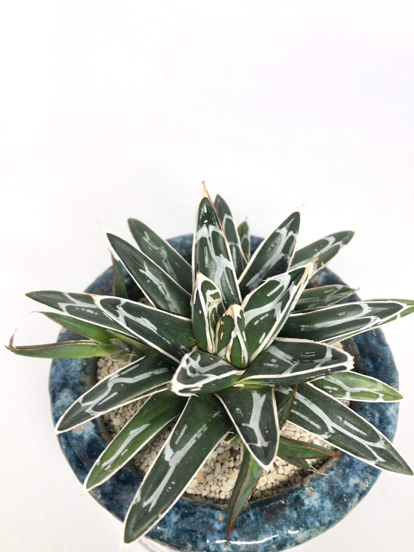 テ*ラ様 姫笹の雪 抜き苗 アガベ 株元に子株有