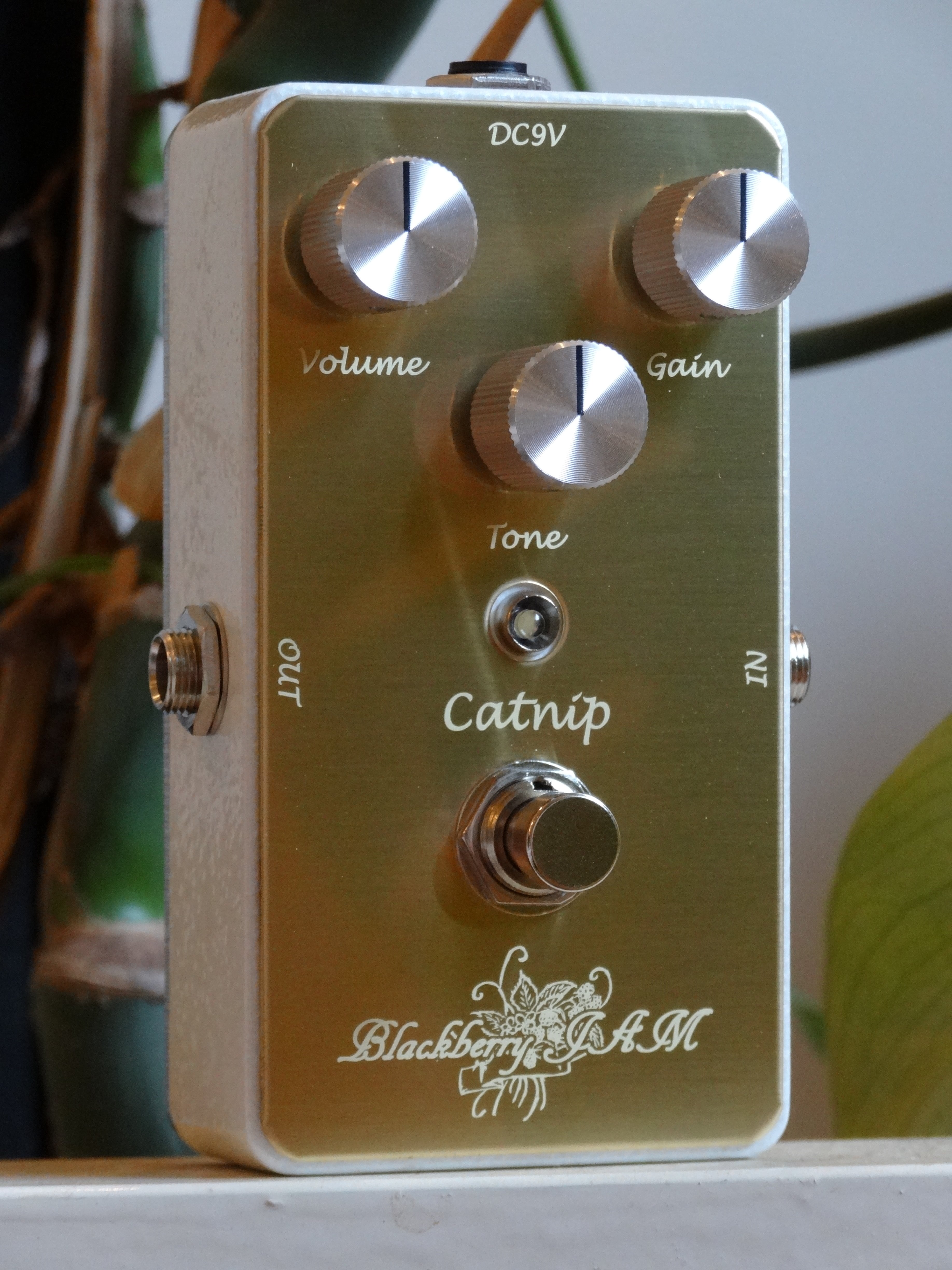 ギター BlackberryJAM Blackcurrant Blackcurrant | キクタニミュージック