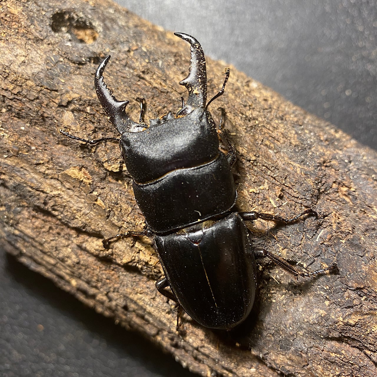 fujikuwa【オオクワガタ販売】