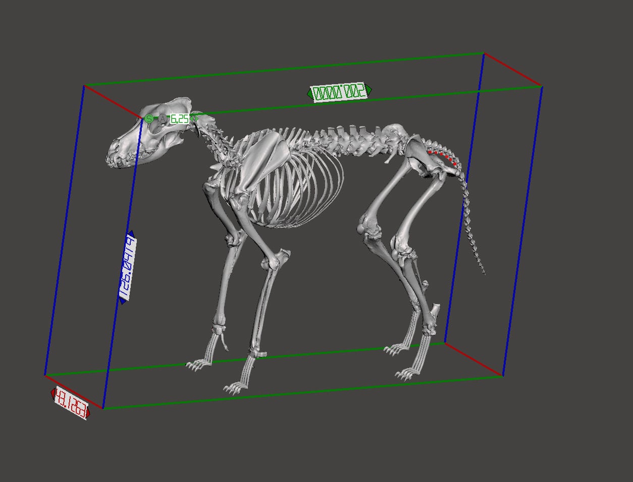 動かないタイプ】イヌの全身骨格レプリカ | アンフィ合同会社