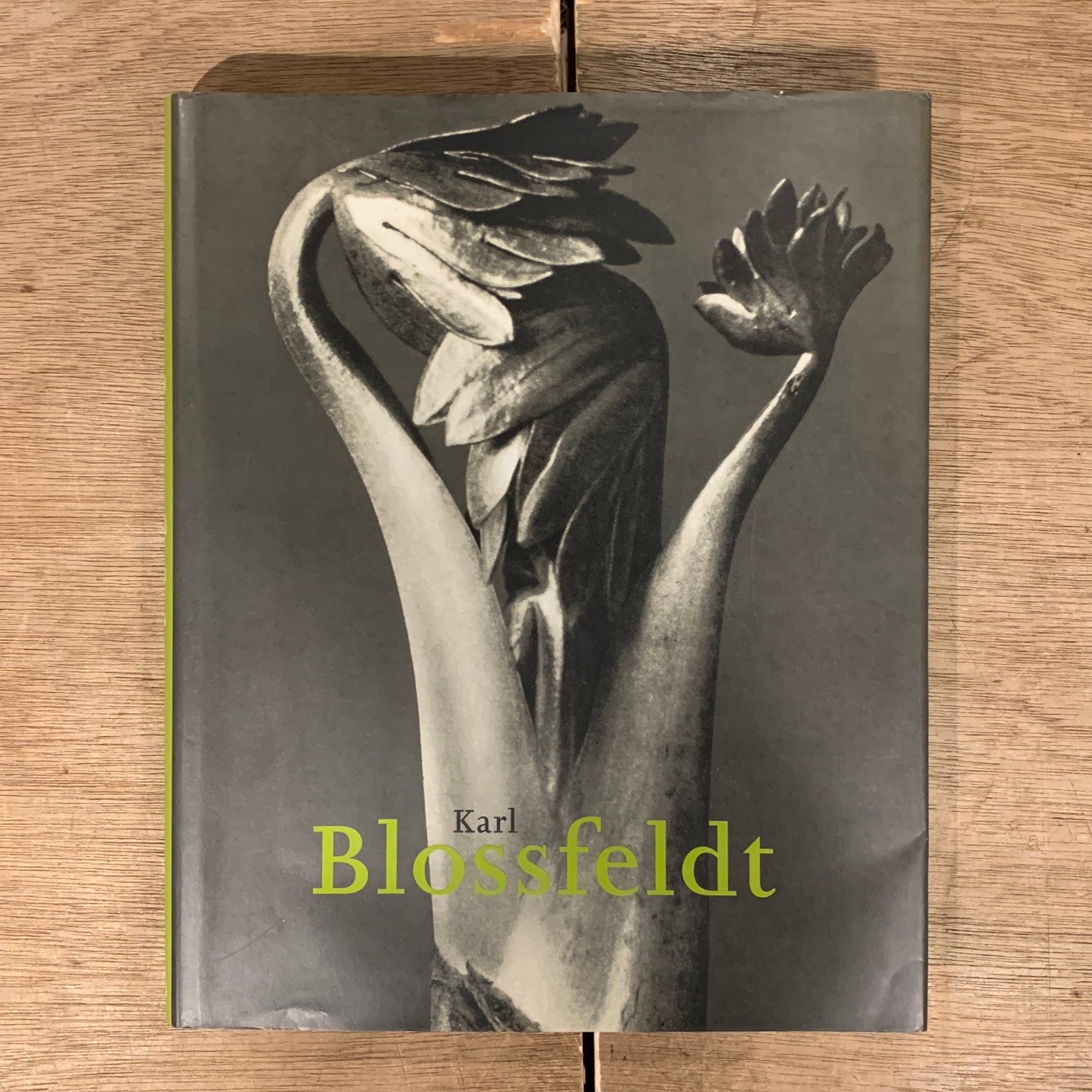 Karl Blossfeldt 1865-1932 Hans Christian Adam カール・ブロス