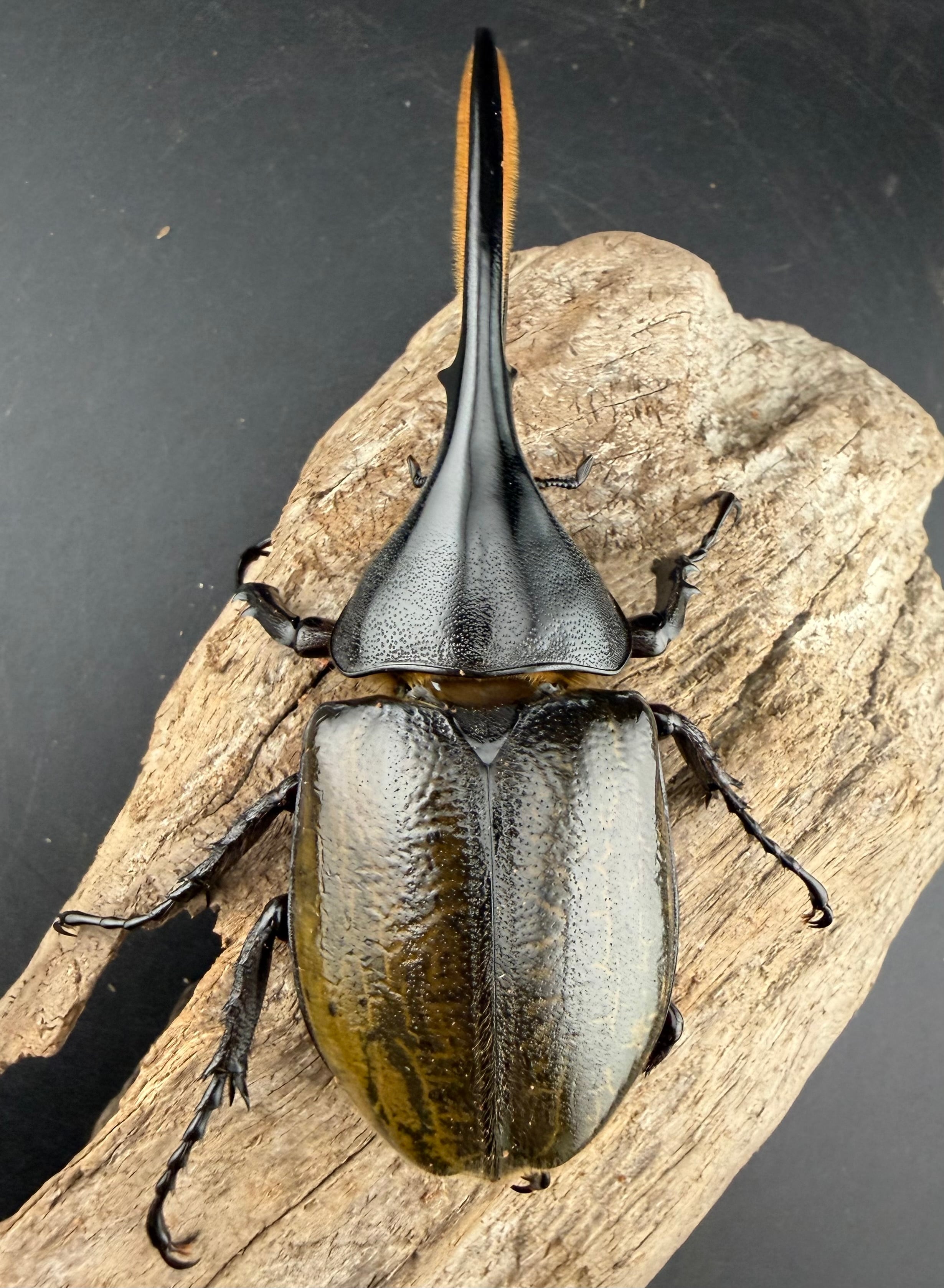 ヘラクレス・モリシマイ 108mm ペア》 | KPW公式オンラインショップ