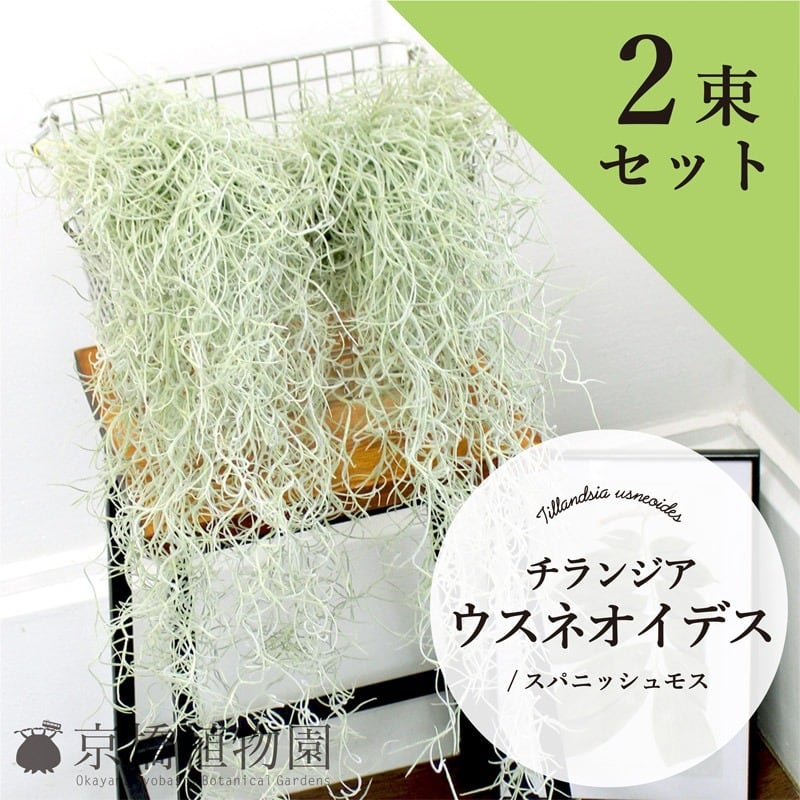 エアプランツ】チランジア・ウスネオイデス/スパニッシュモス【2束