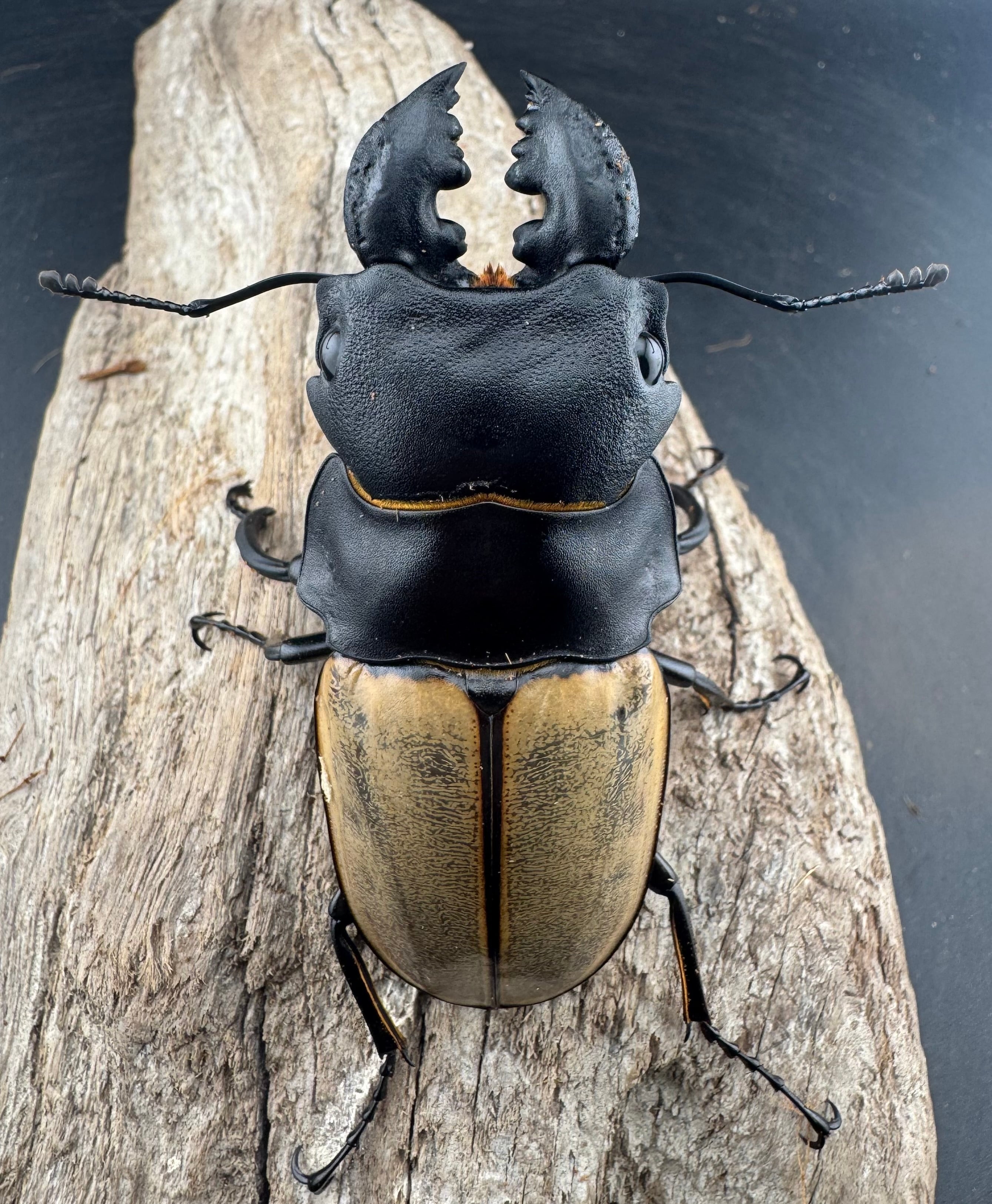 WD】大型《カステルナウディツヤ 83mm ペア》 | KPW公式オンラインショップ