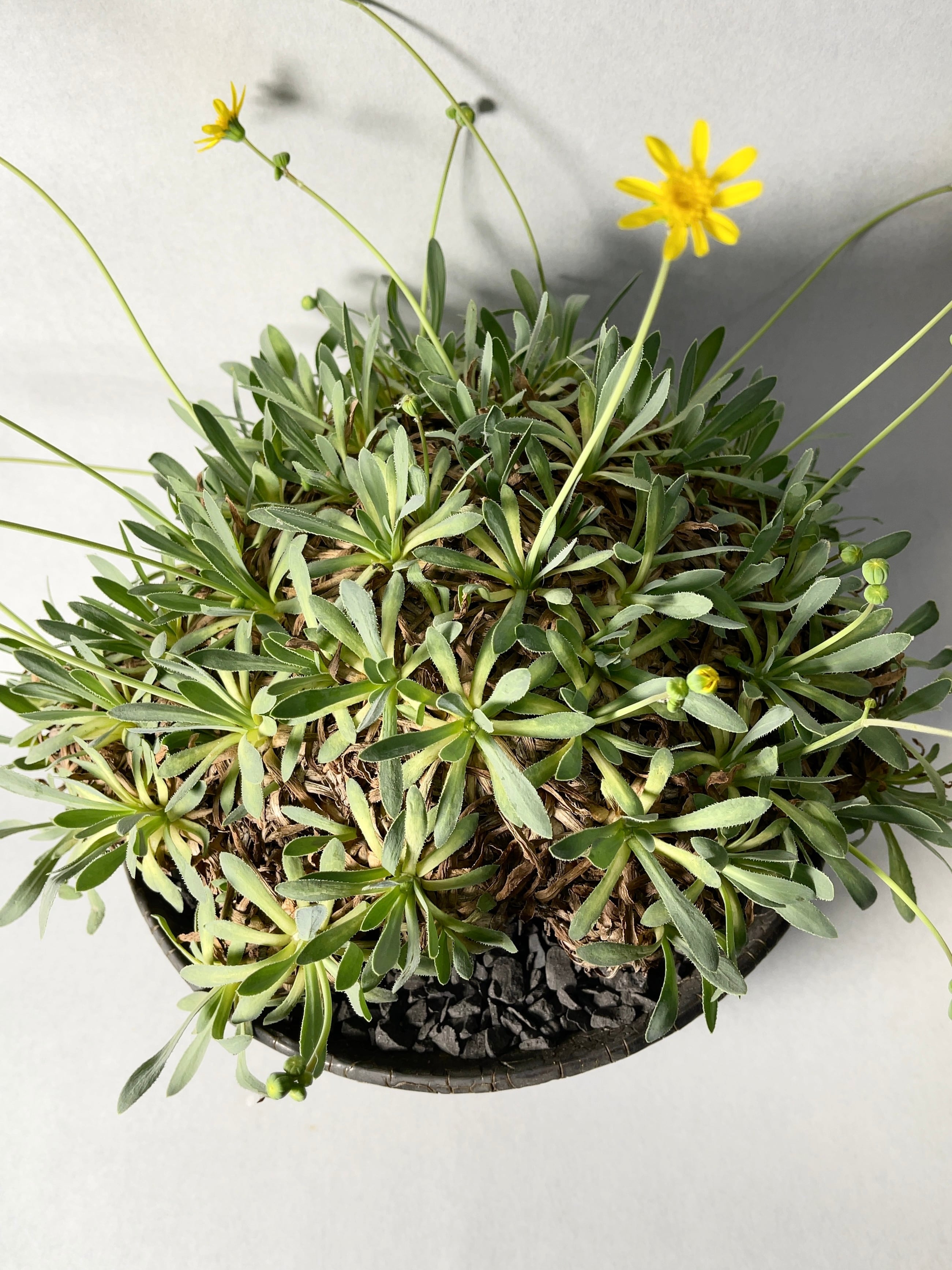 オトンナ・レトロルサ | trigger