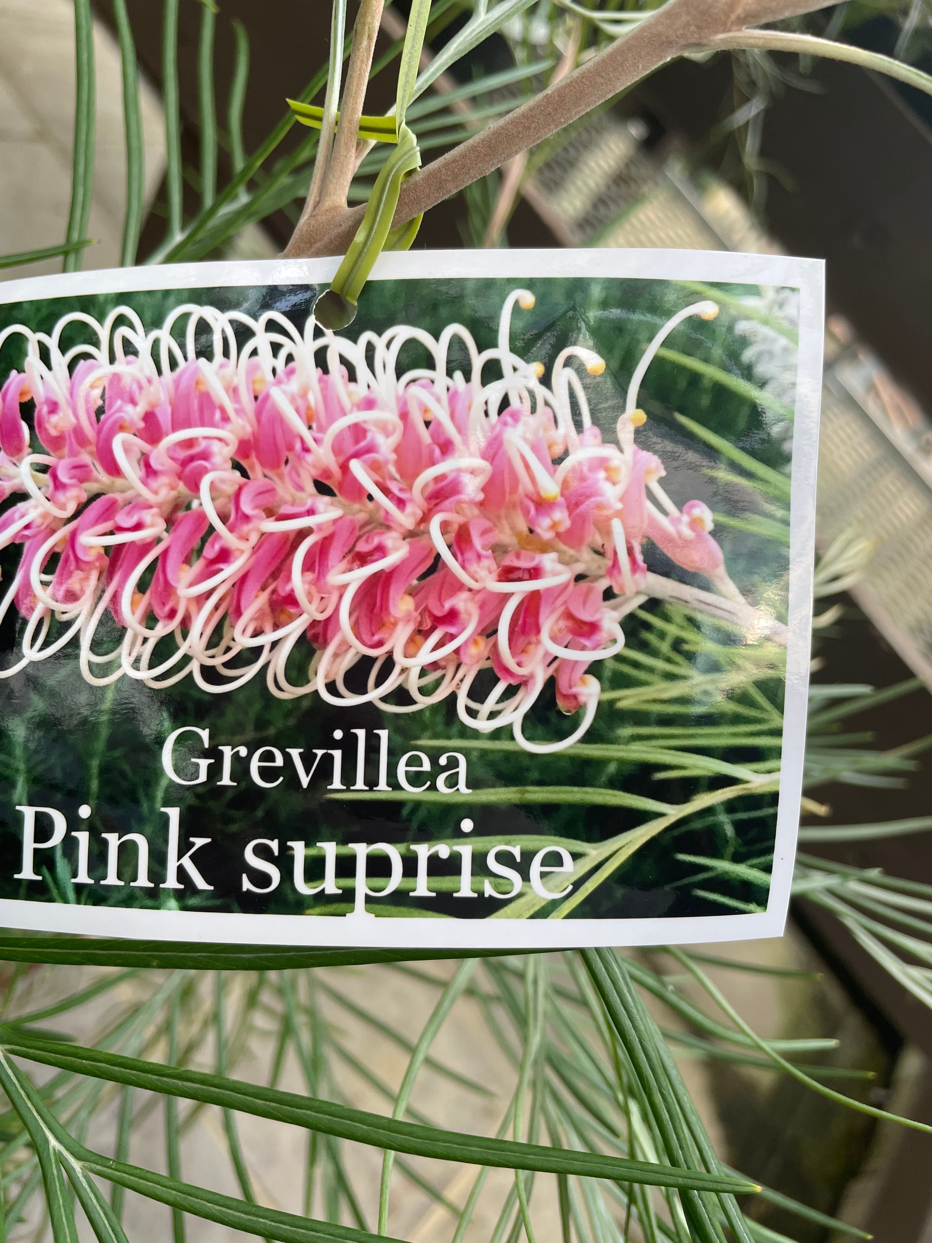 グレビレア ピンクサプライズ | 沼ノ上農園