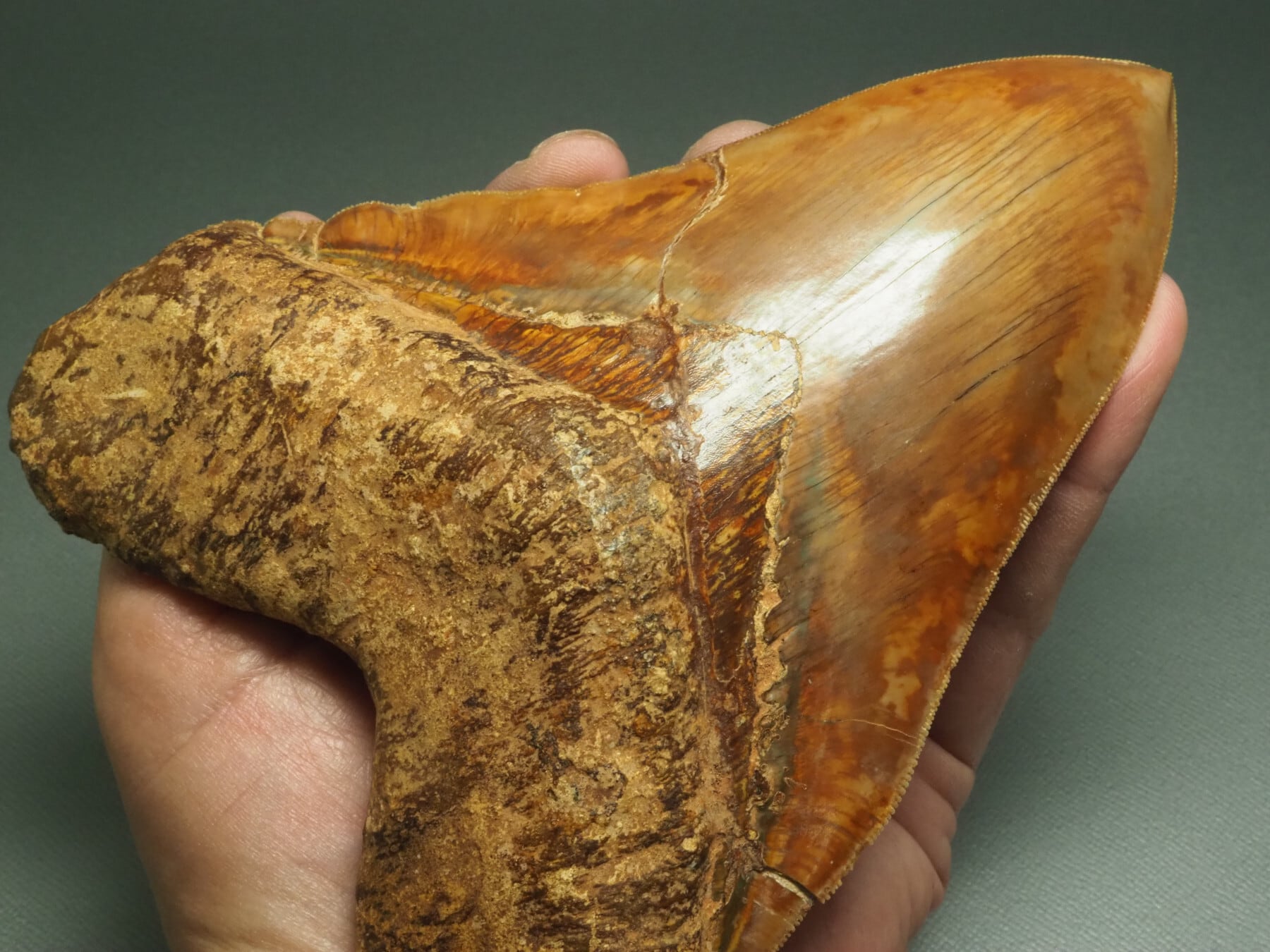 165mm世界最大級！メガロドンの歯【Carcharocles megalodon】【399g