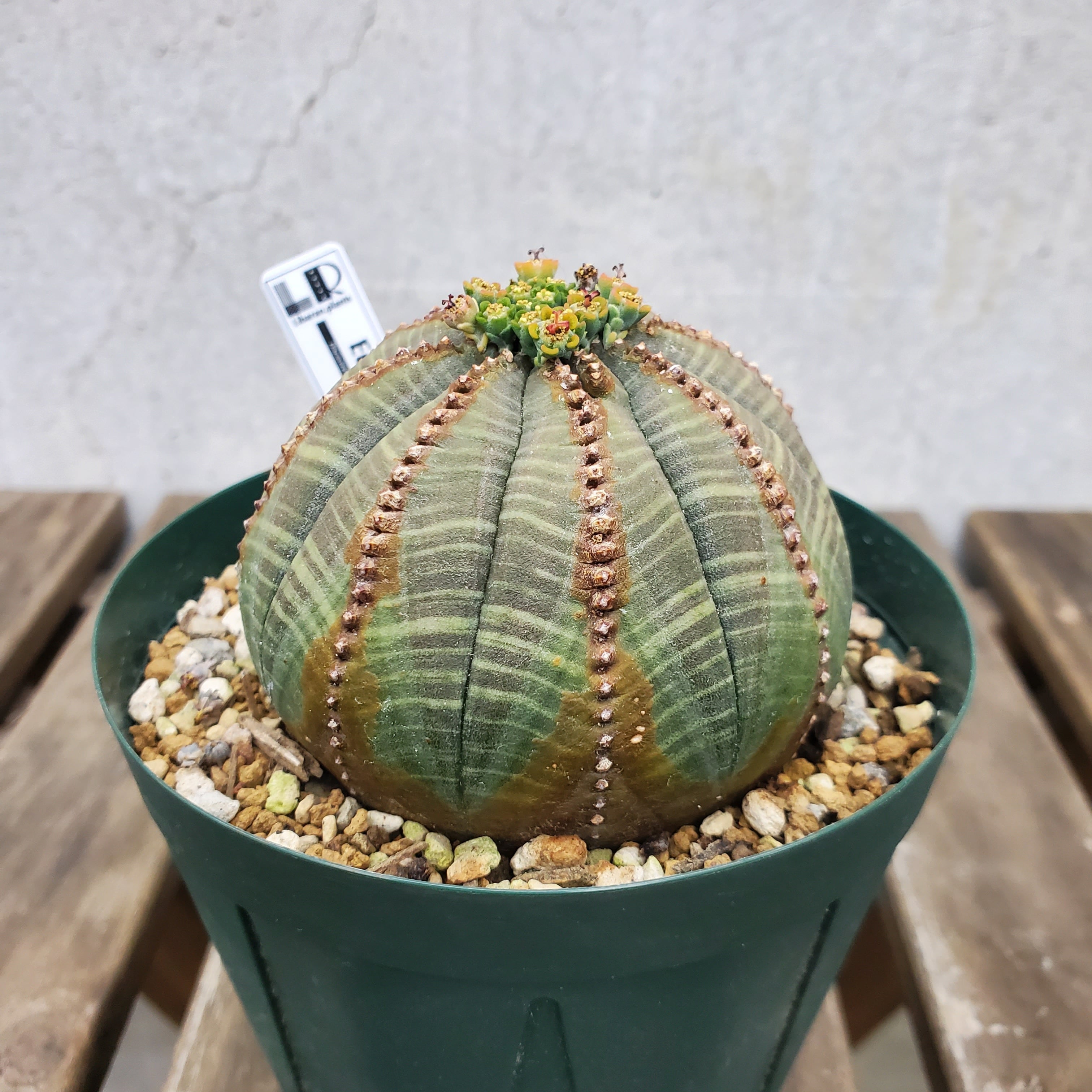 パキポディウムグラキリス現地球発根済 【公式通販】