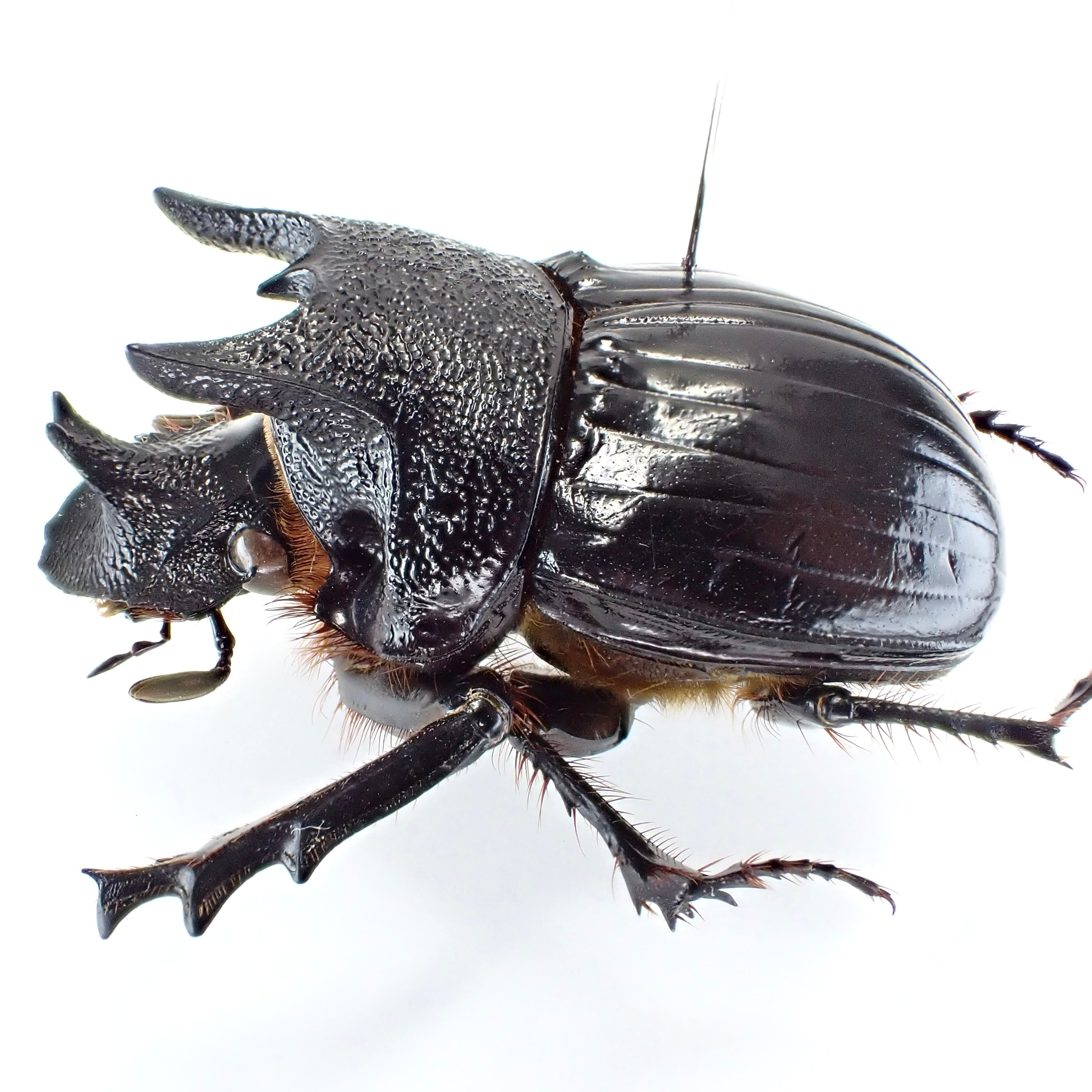 タンザニア産 Heliocopris neptuniformis ♂ 36mm | 昆虫標本 Diggers