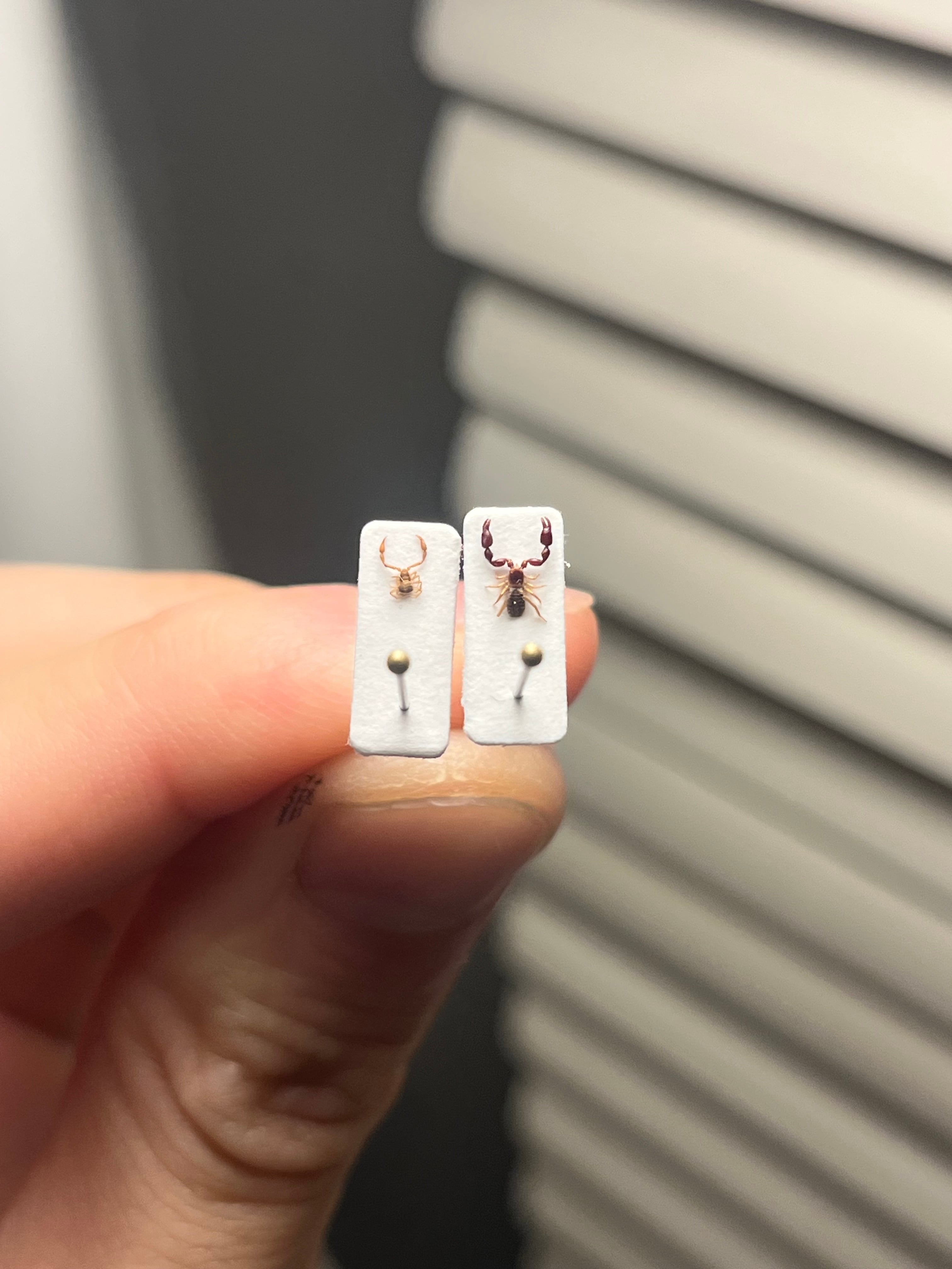 標本】カニムシ オオキバウスバカミキリ テナガカミキリ 昆虫標本