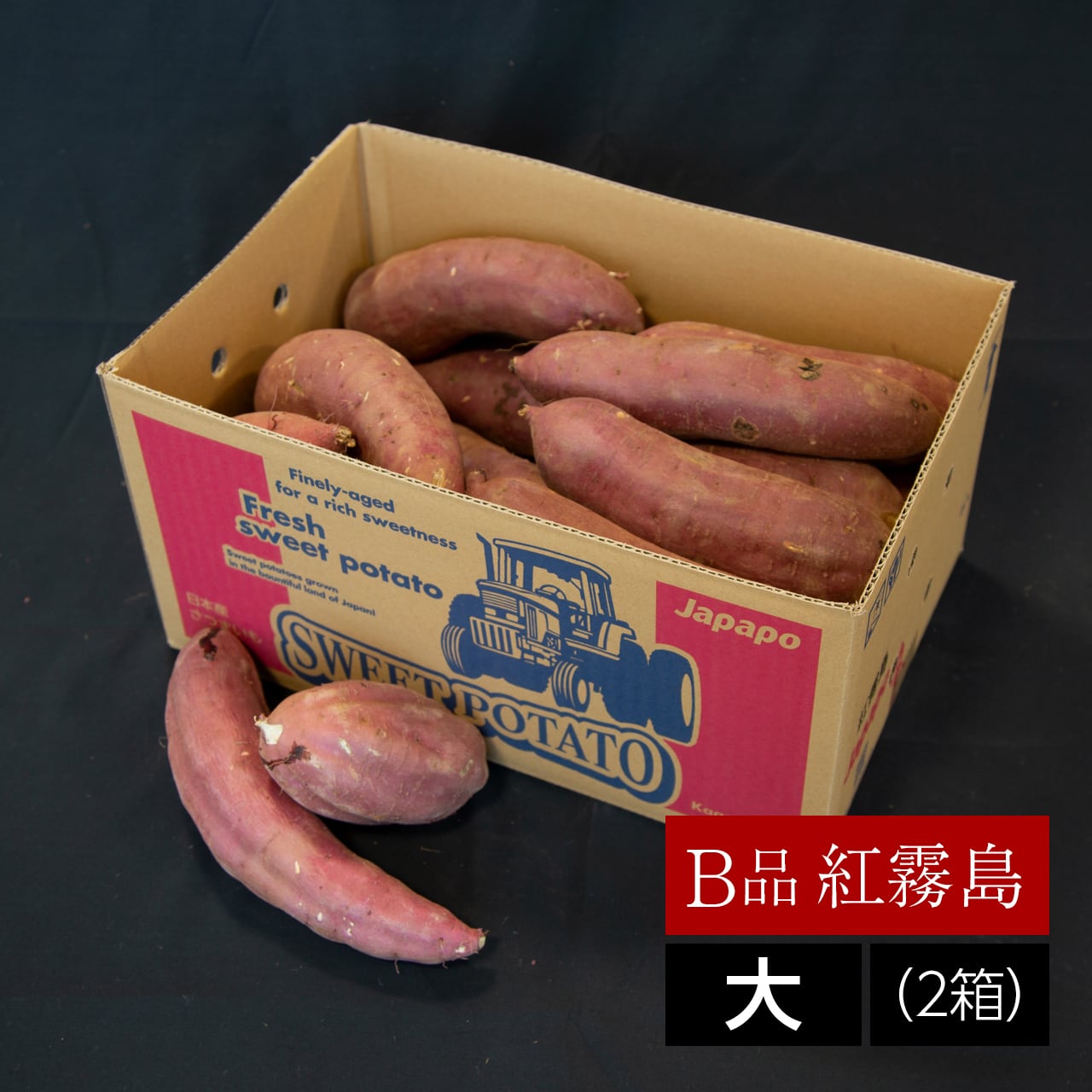 ロンパパ 種芋 10kg箱込み ロンパパ 種芋 10kg箱込み 2026年2月 種の