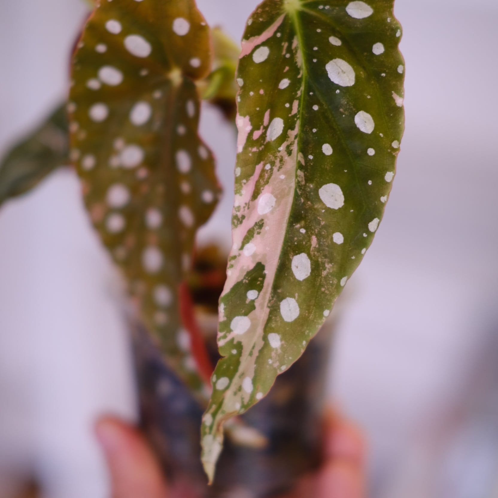 Begonia maculata variegata 'Pink'｜ベゴニア マクラータ ピンク