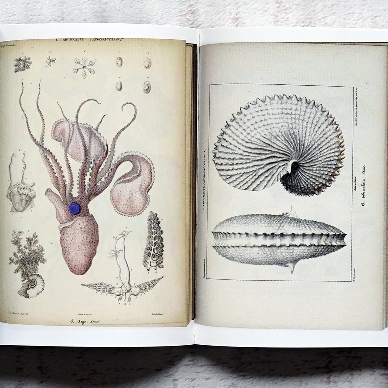 豆本 「博物図譜とデジタルアーカイブ」 武蔵野美術大学 | タイムカプセル