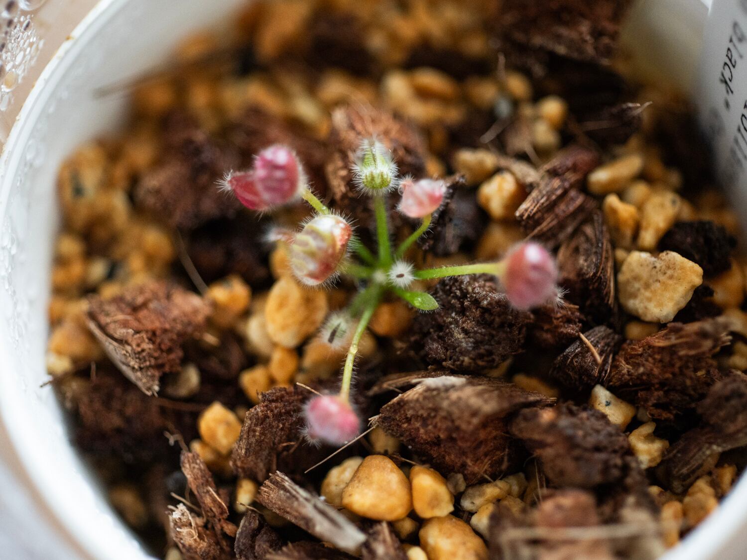 Cephalotus ”Eden black” Cedric / セファロタス・エデンブラック 葉